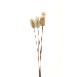Bouquet Of Dried Tall Thistle - White
