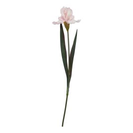 Natural Outdoor Collection Pale Pink Fringed Iris