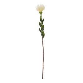 Cremo Pincushion Protea Spray