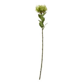 Blanor Green Protea Lorea Stem