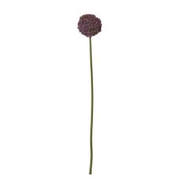 Purpo Allium Stem