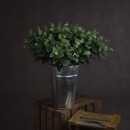 Cineraria Eucalyptus Spray - Green