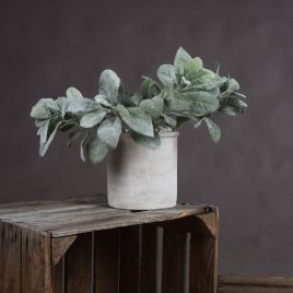 Lambs Ear Spray - Green