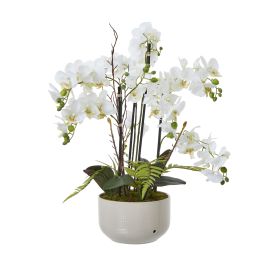 White Orchid In Ceramic Pot - Large