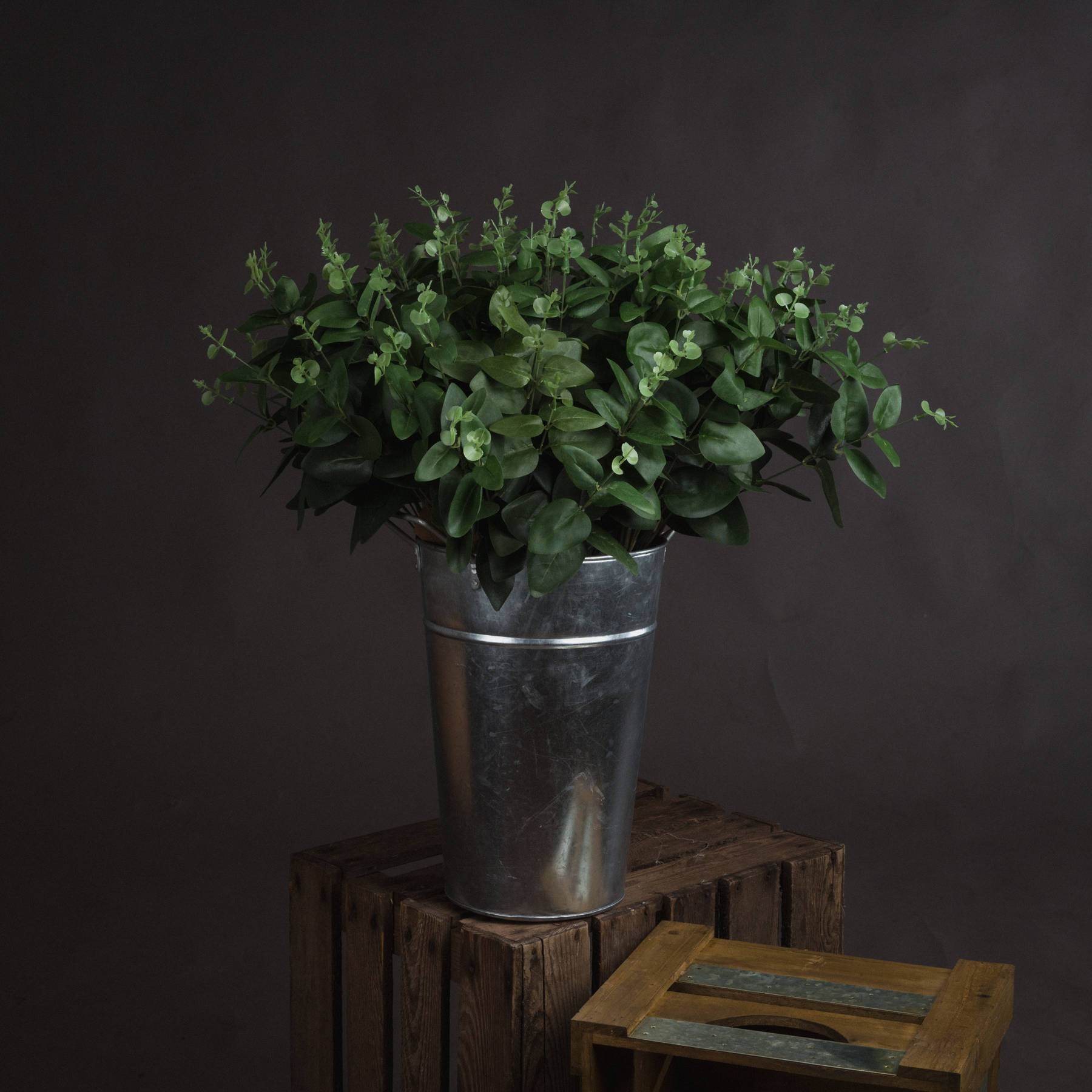 Cineraria Eucalyptus Spray - Green - Corinthia Corner
