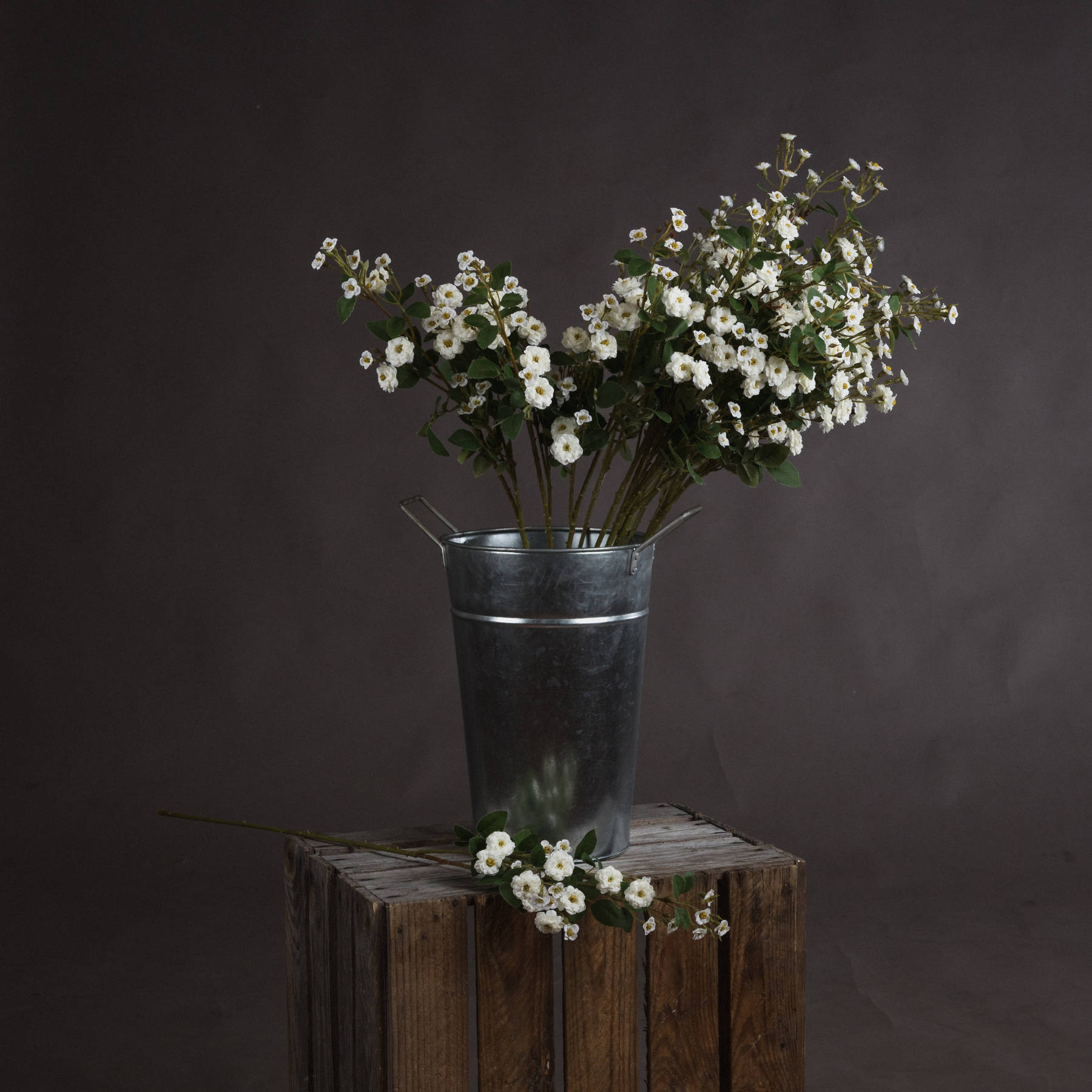 Wild Meadow Rose - White - Corinthia Corner