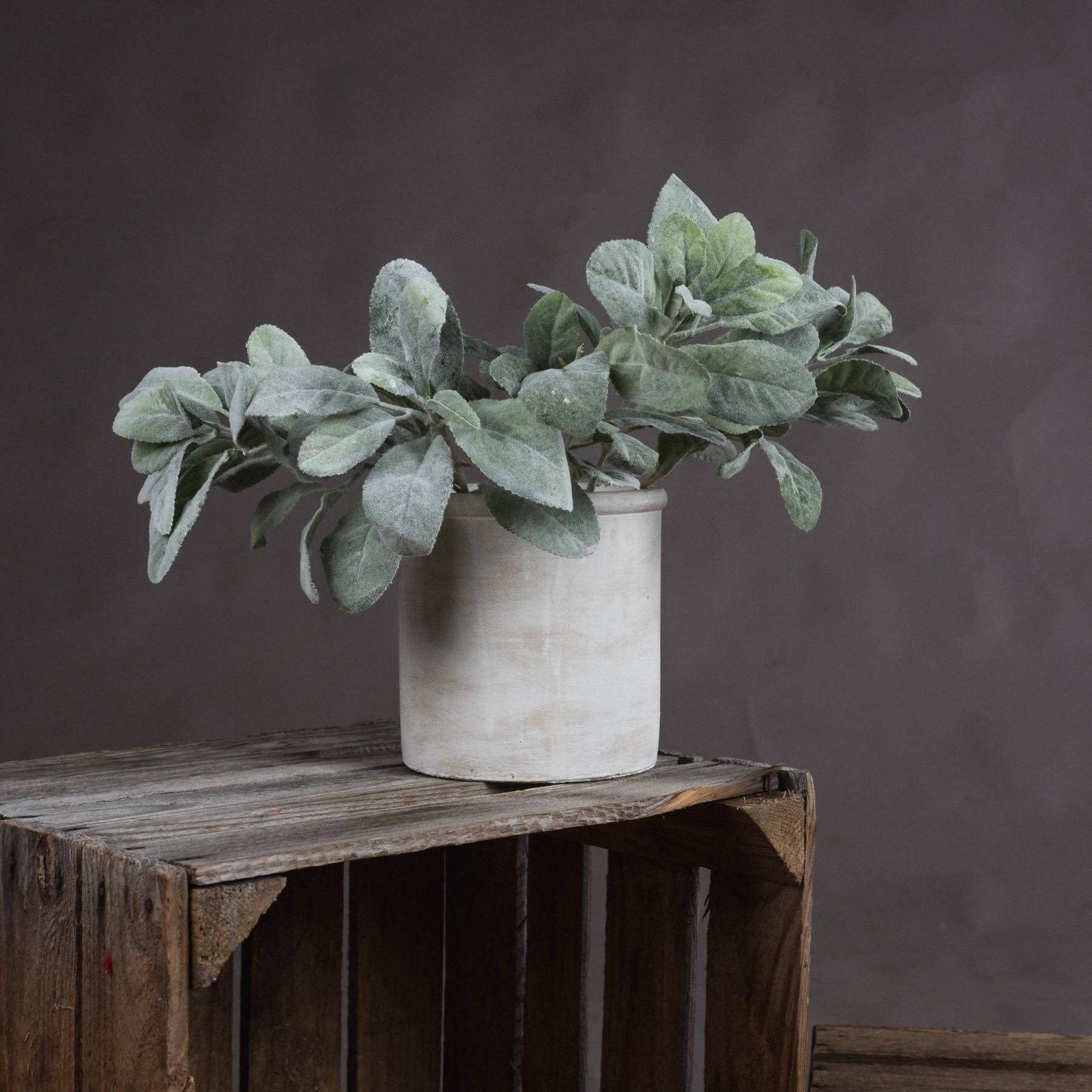 Lambs Ear Spray - Green - Corinthia Corner