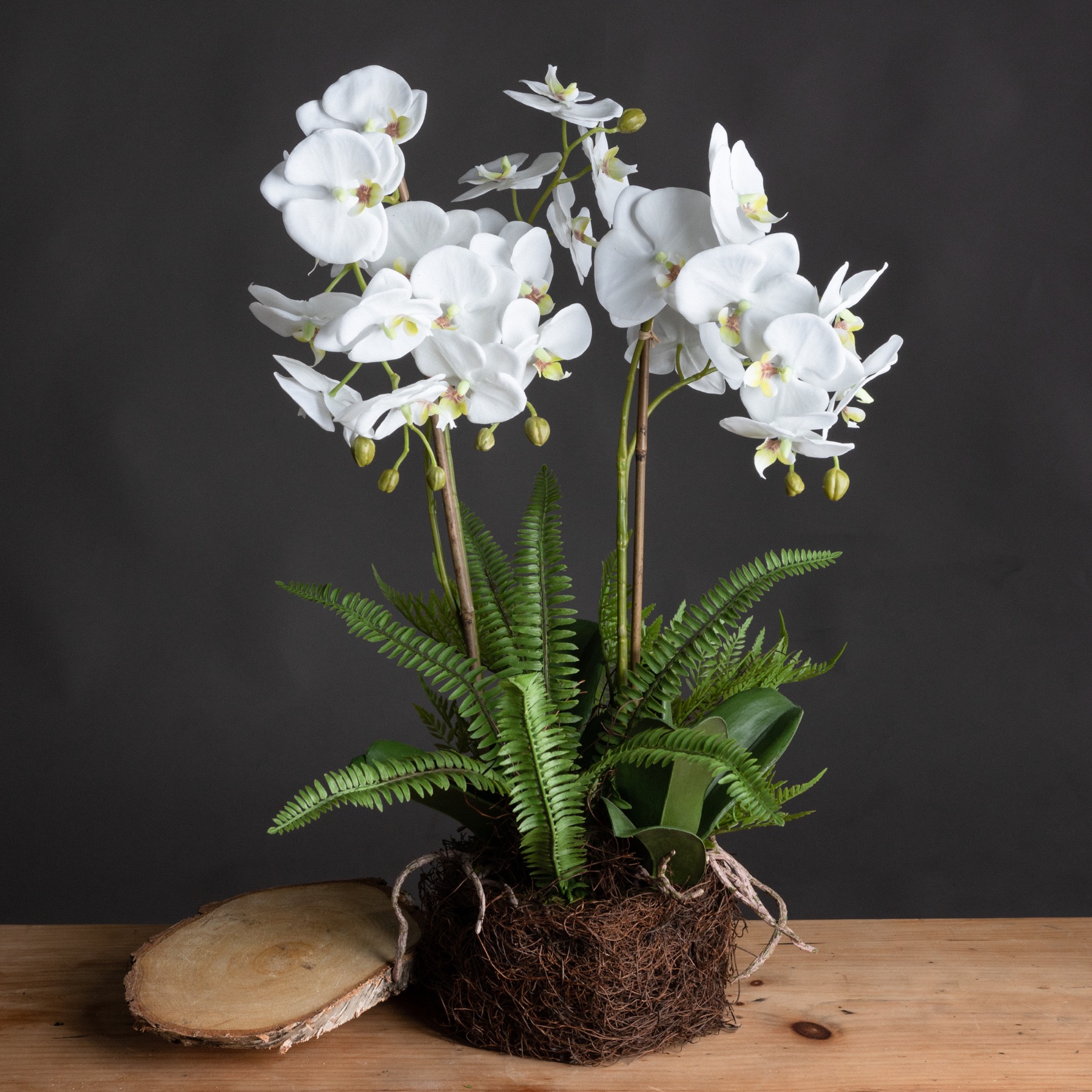 White Orchid And Fern Garden In Rootball - Large - Corinthia Corner