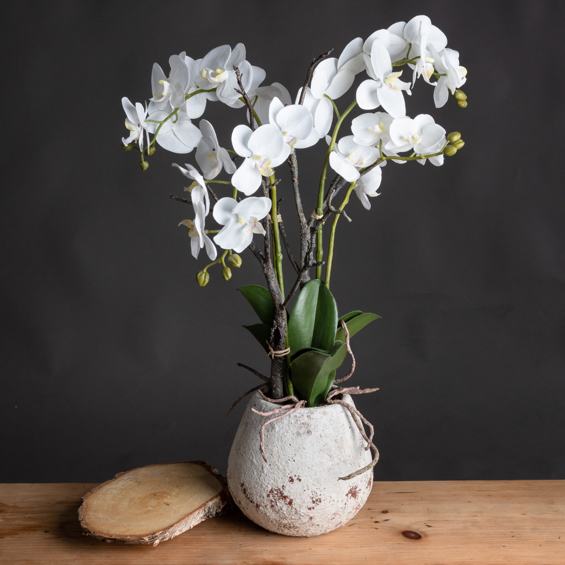 Orchid In Stone Pot - White - Corinthia Corner