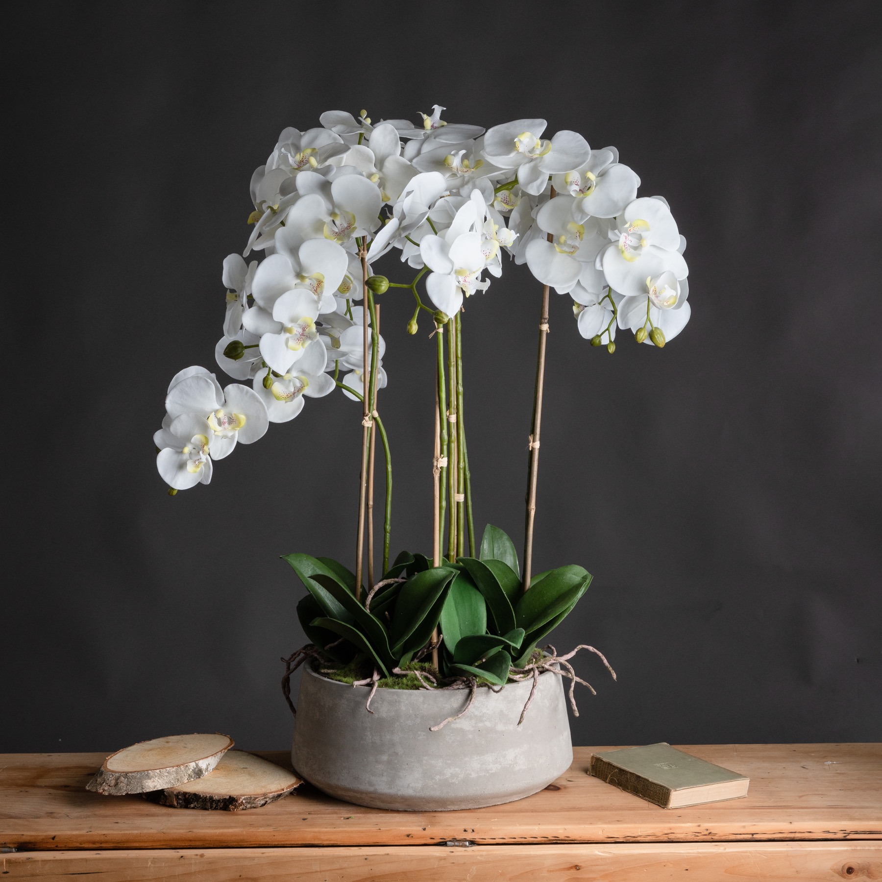 White Orchid In Stone Pot - Large - Corinthia Corner