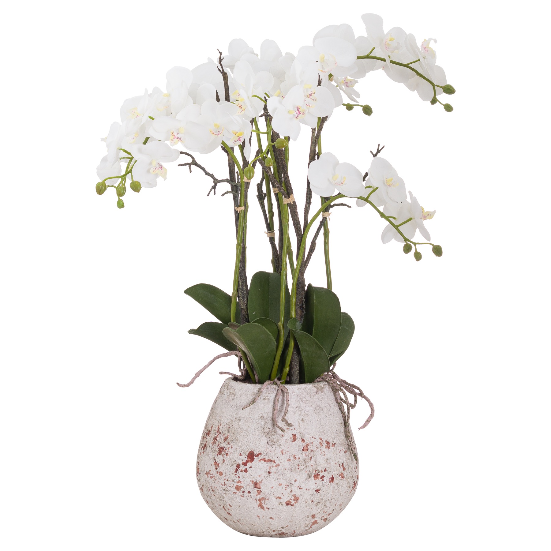 Stone Potted Orchid With Roots - Large - Corinthia Corner