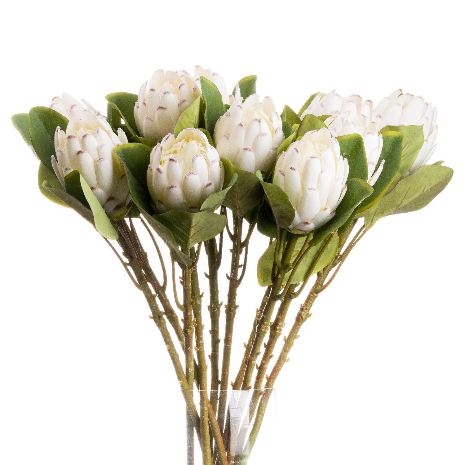 Closed Protea - White - Corinthia Corner