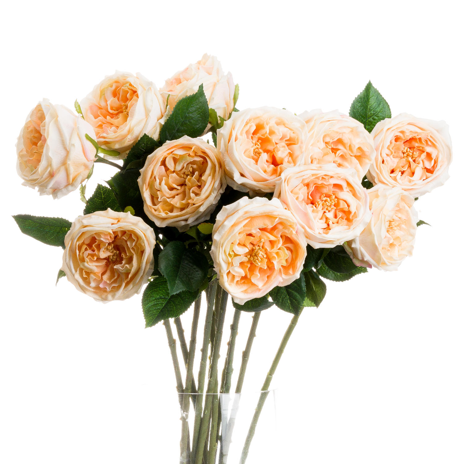 Butter Portland Rose - Orange - Corinthia Corner