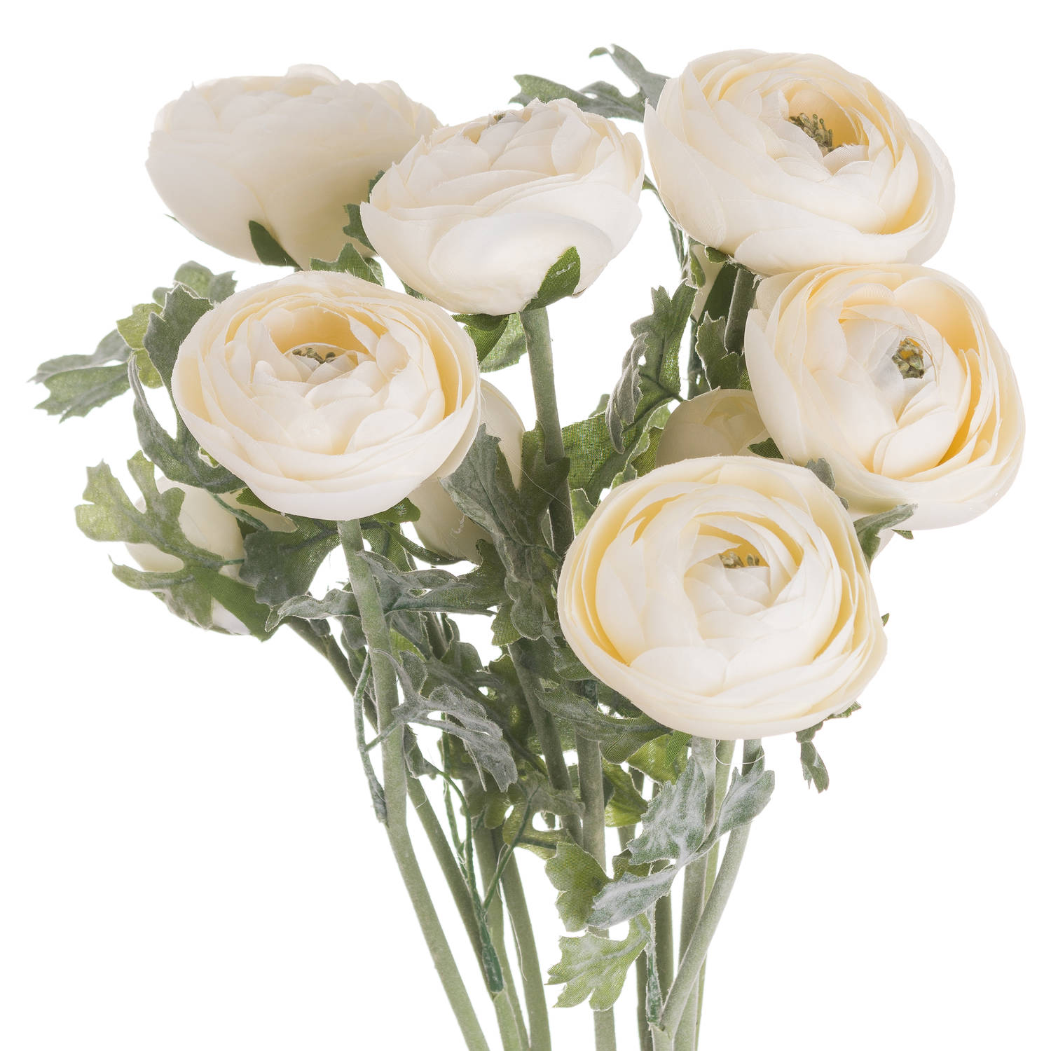 Soft Ranunculus - Cream - Corinthia Corner
