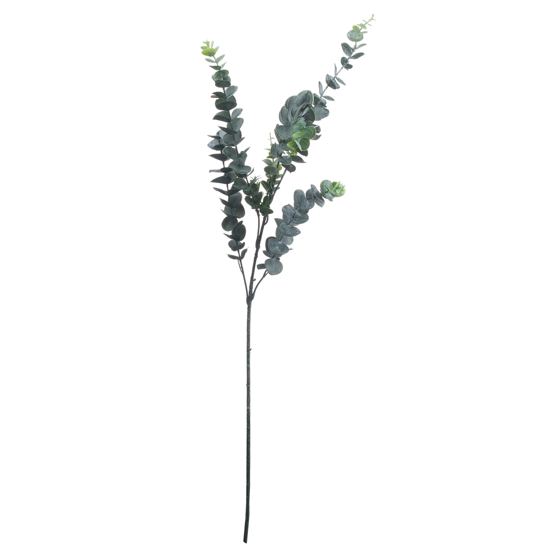 Dollar Eucalyptus - Silver - Corinthia Corner