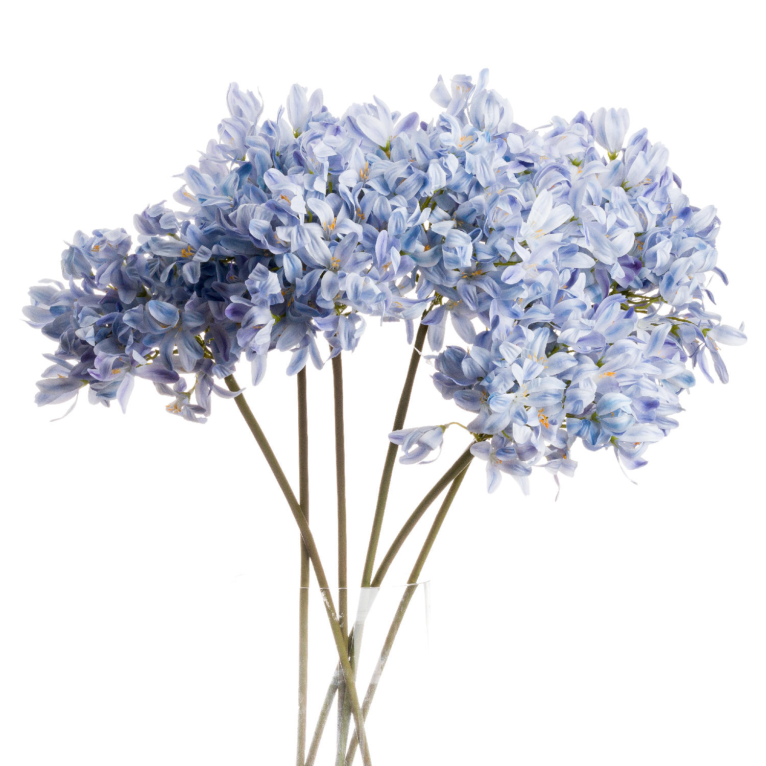 Light Blue Headed Agapanthus - Large - Corinthia Corner