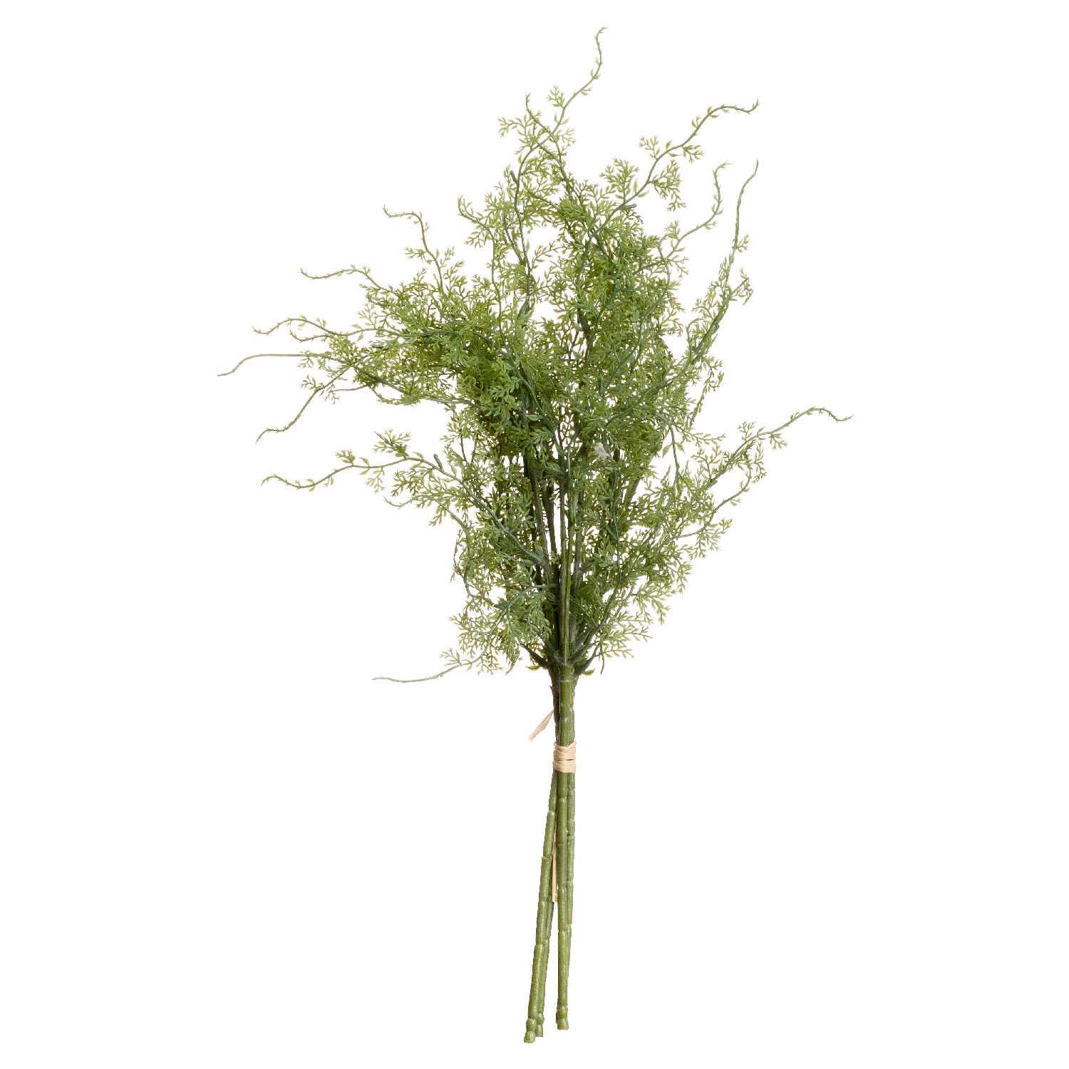 Asparagus Fern Bunch - Corinthia Corner