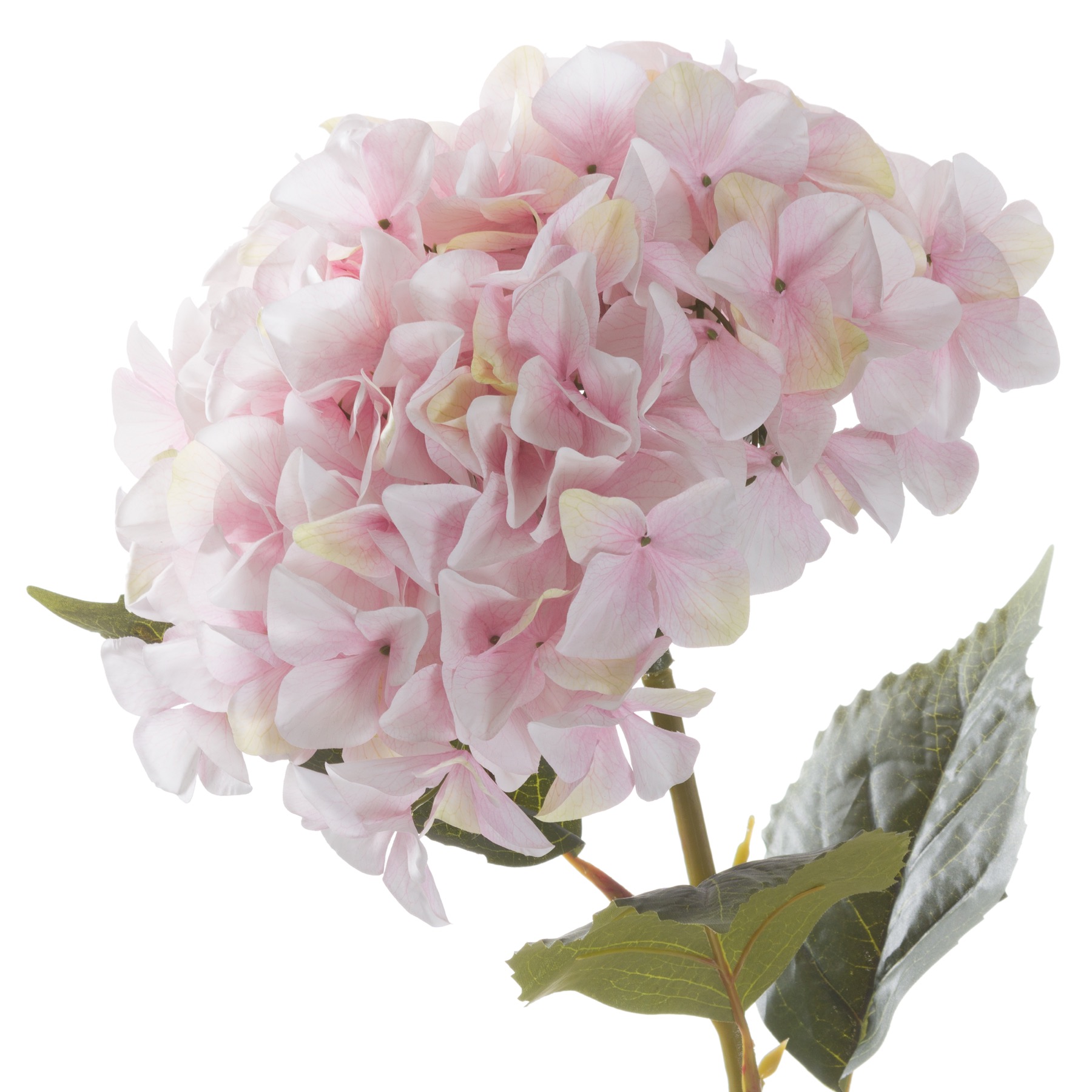 Giant Hydrangea - Pink - Corinthia Corner