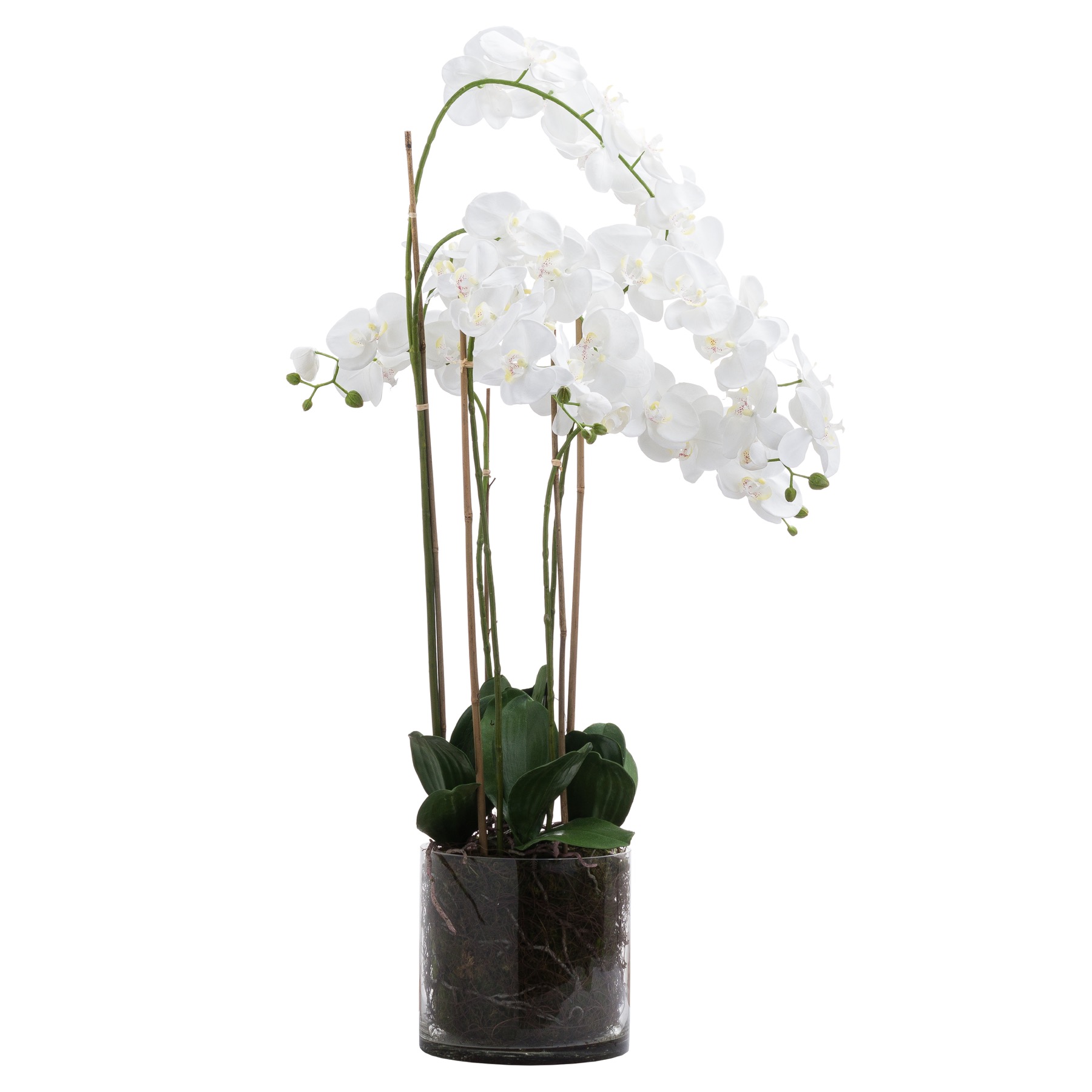 White Tall Orchid In Glass Pot - Large - Corinthia Corner