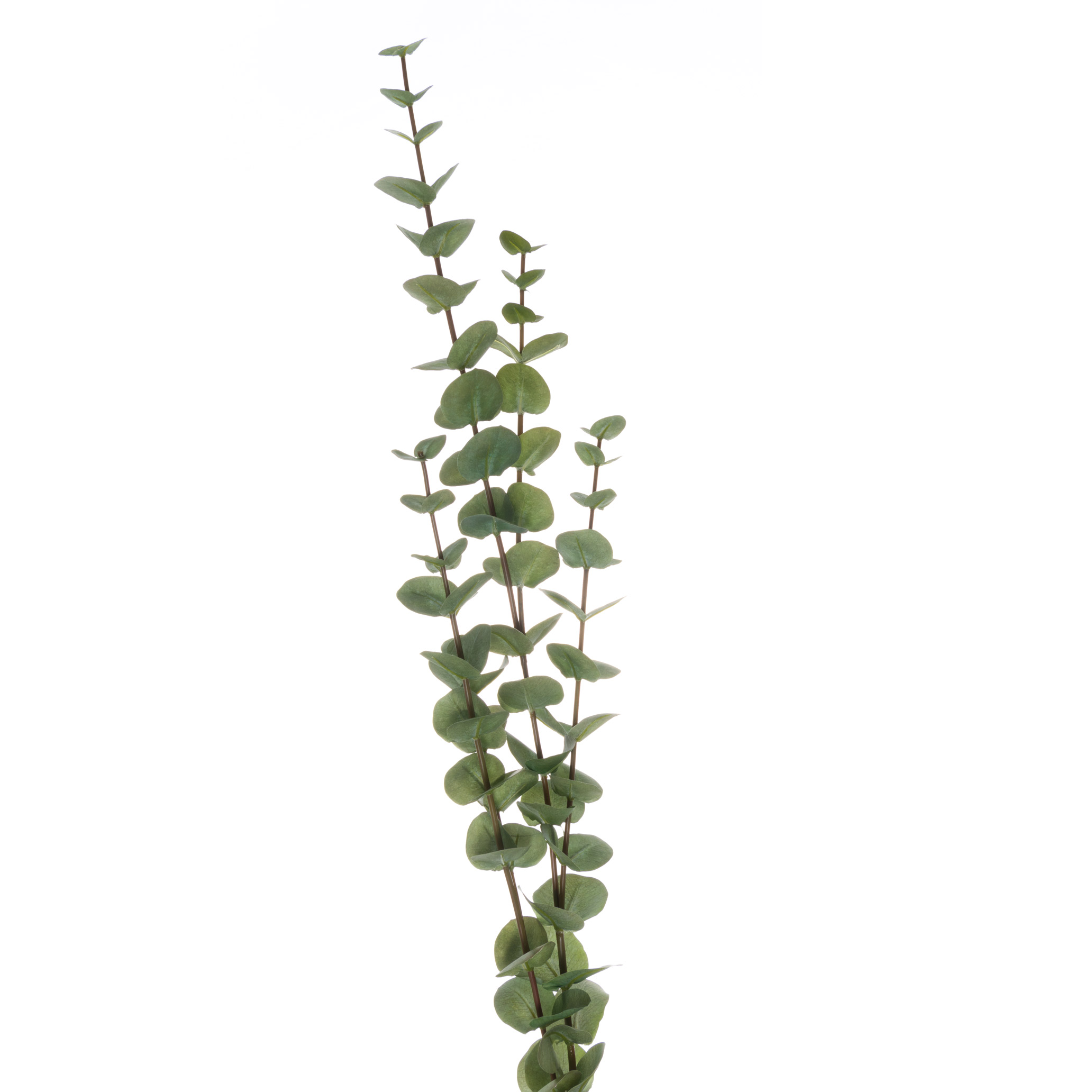 Cineraria Eucalyptus Spray - Large - Corinthia Corner