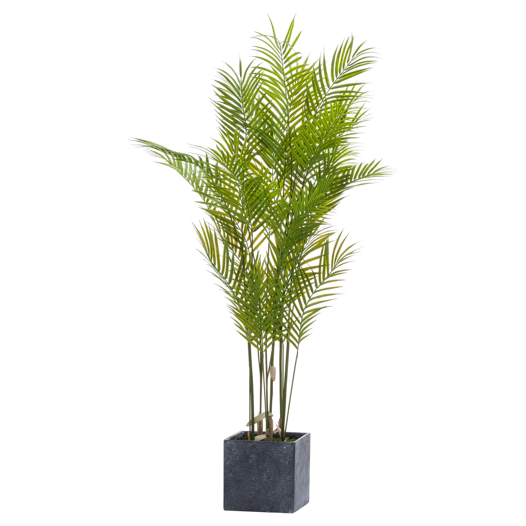 Paradise Potted Palm - Large - Corinthia Corner