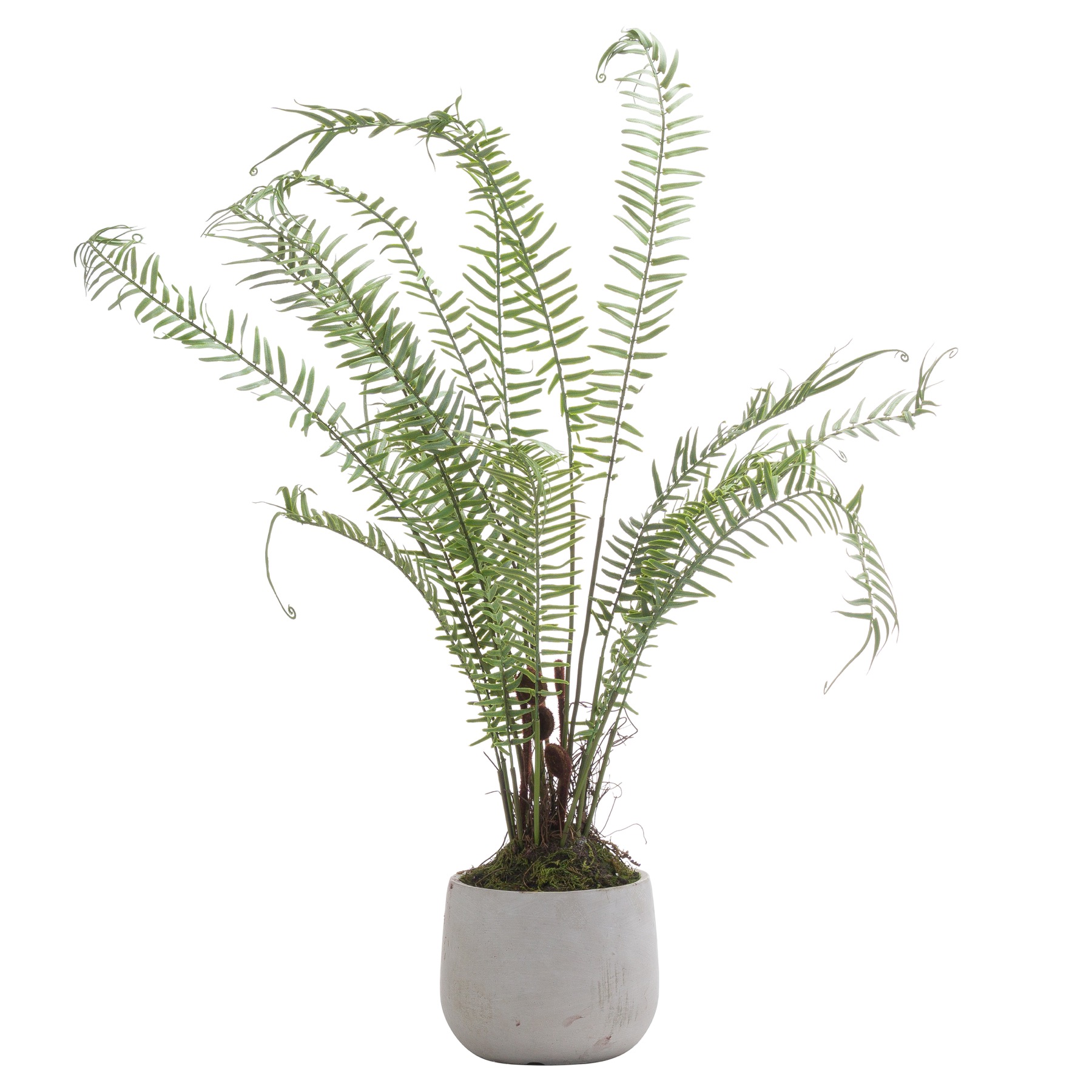 Boston Potted Fern - Large - Corinthia Corner