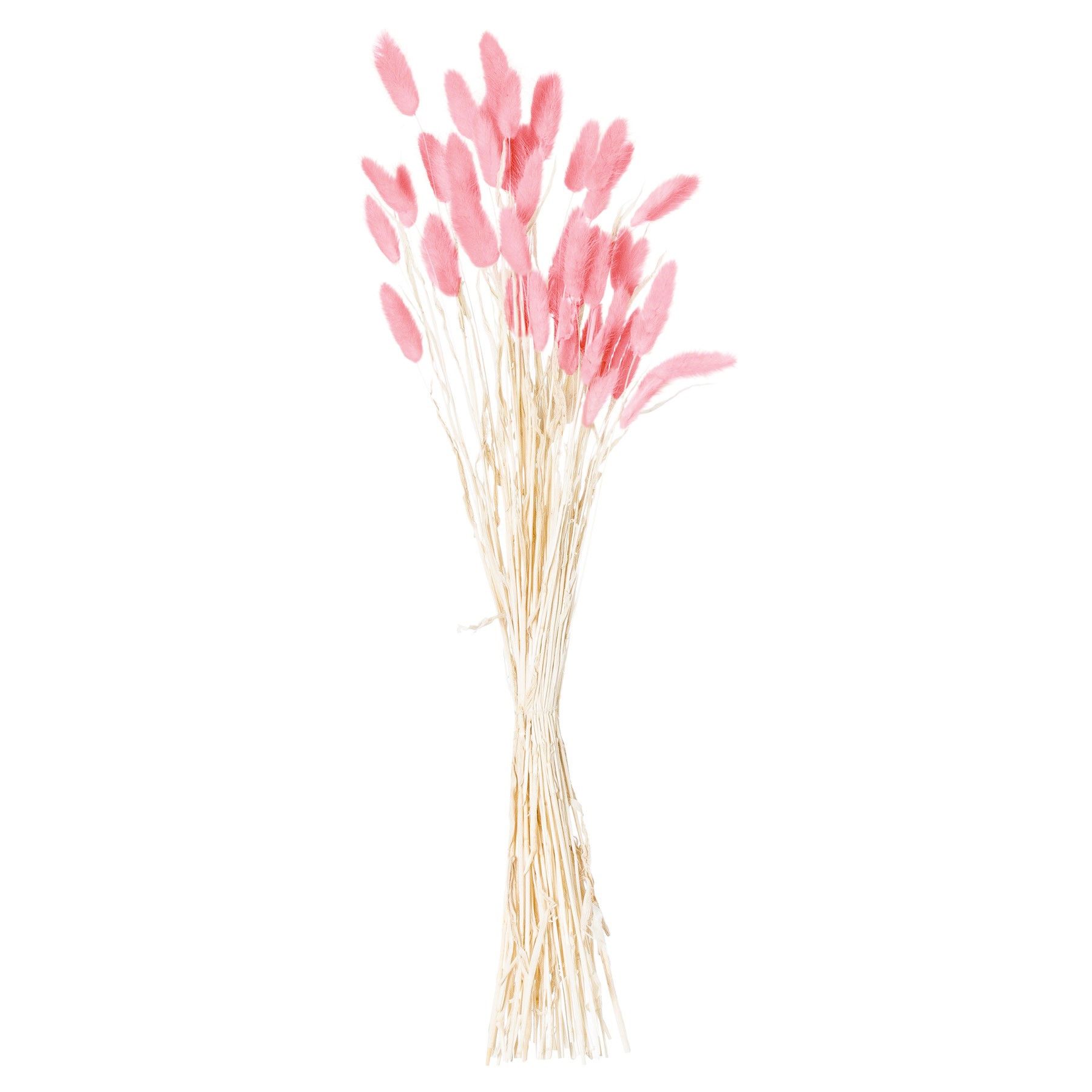 Dried Pale Pink Bunny Tail Bunch - 40 Stems - Corinthia Corner