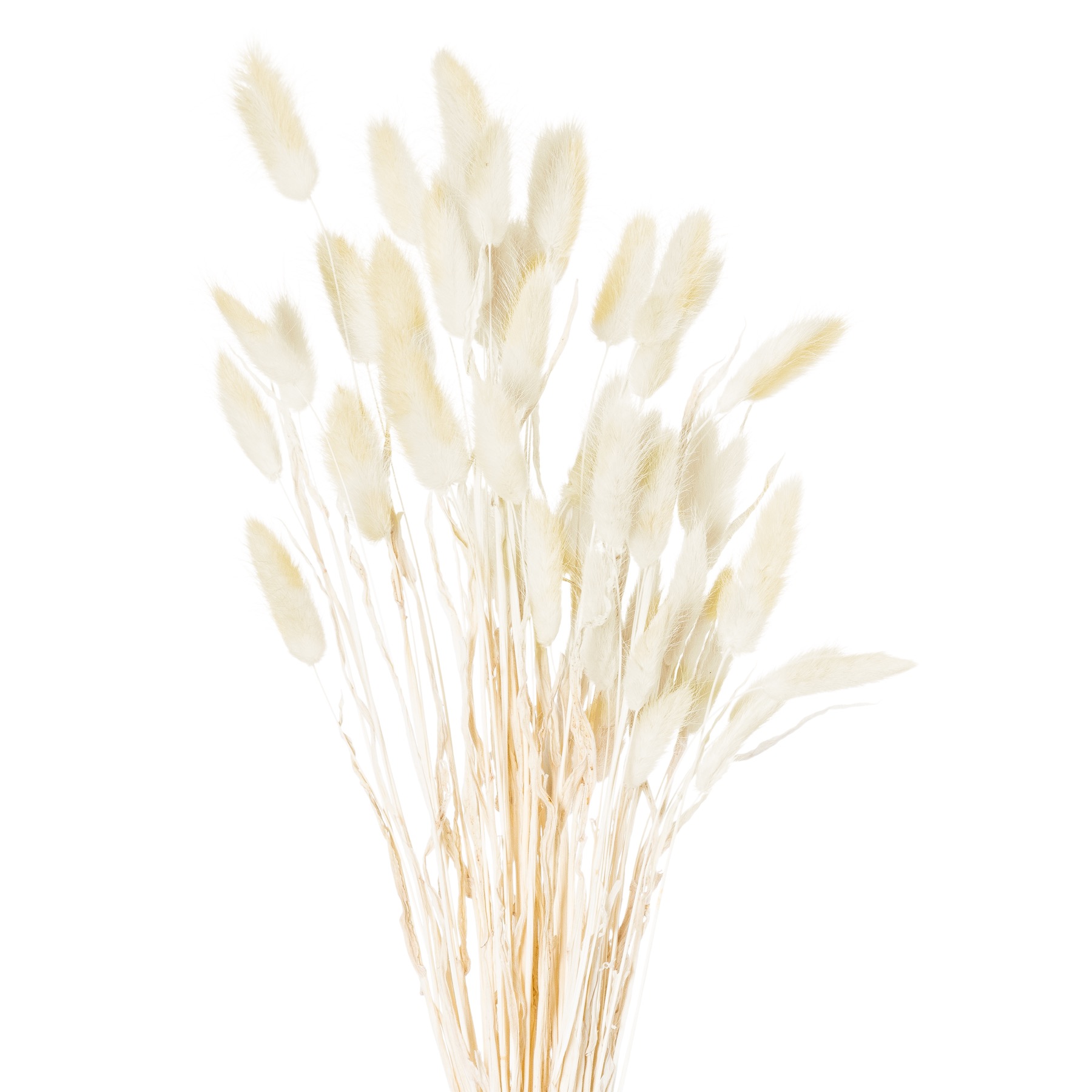 Dried Natural Bunny Tail Bunch - Set of 40 - Corinthia Corner