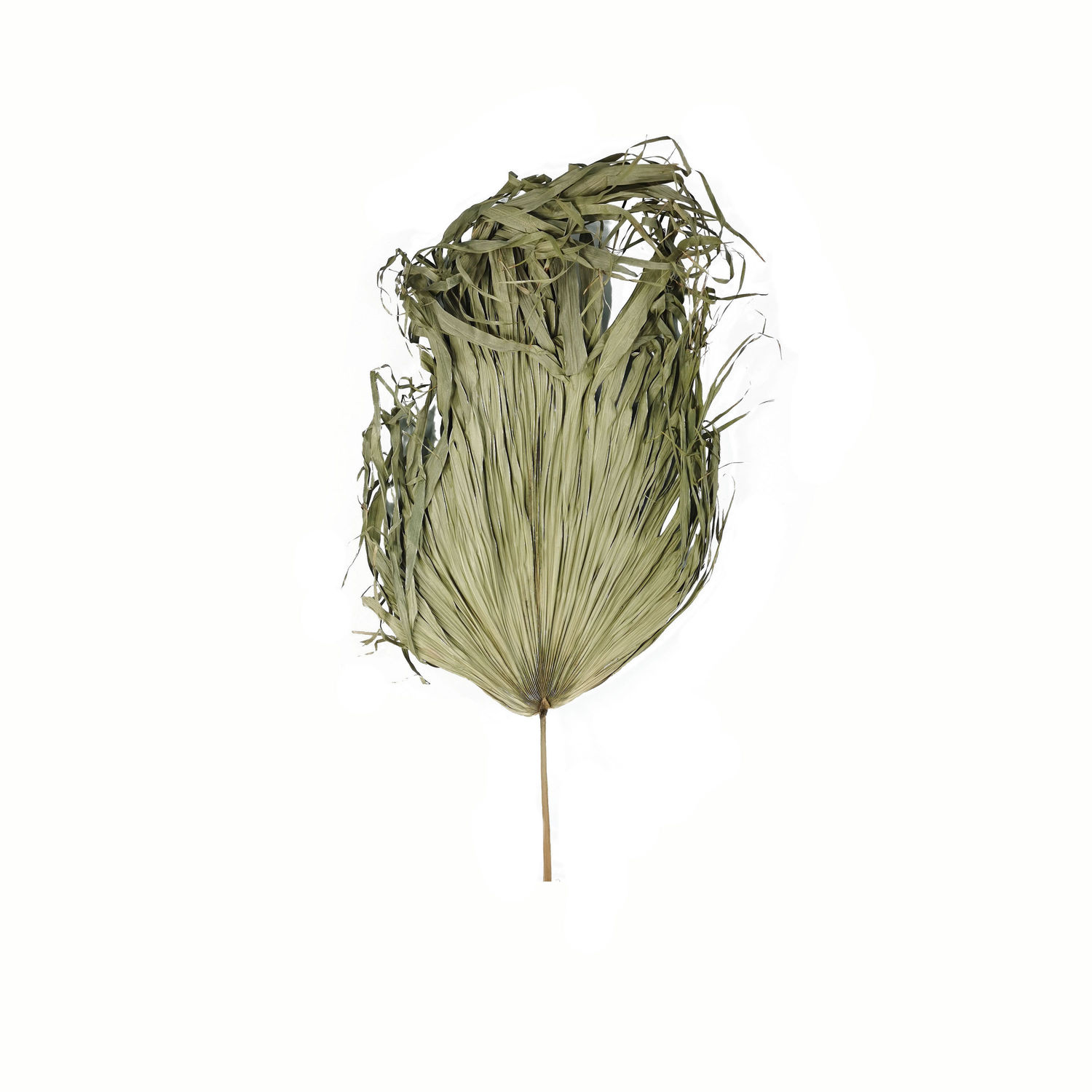 Dried Sun Big Palm - Natural - Corinthia Corner