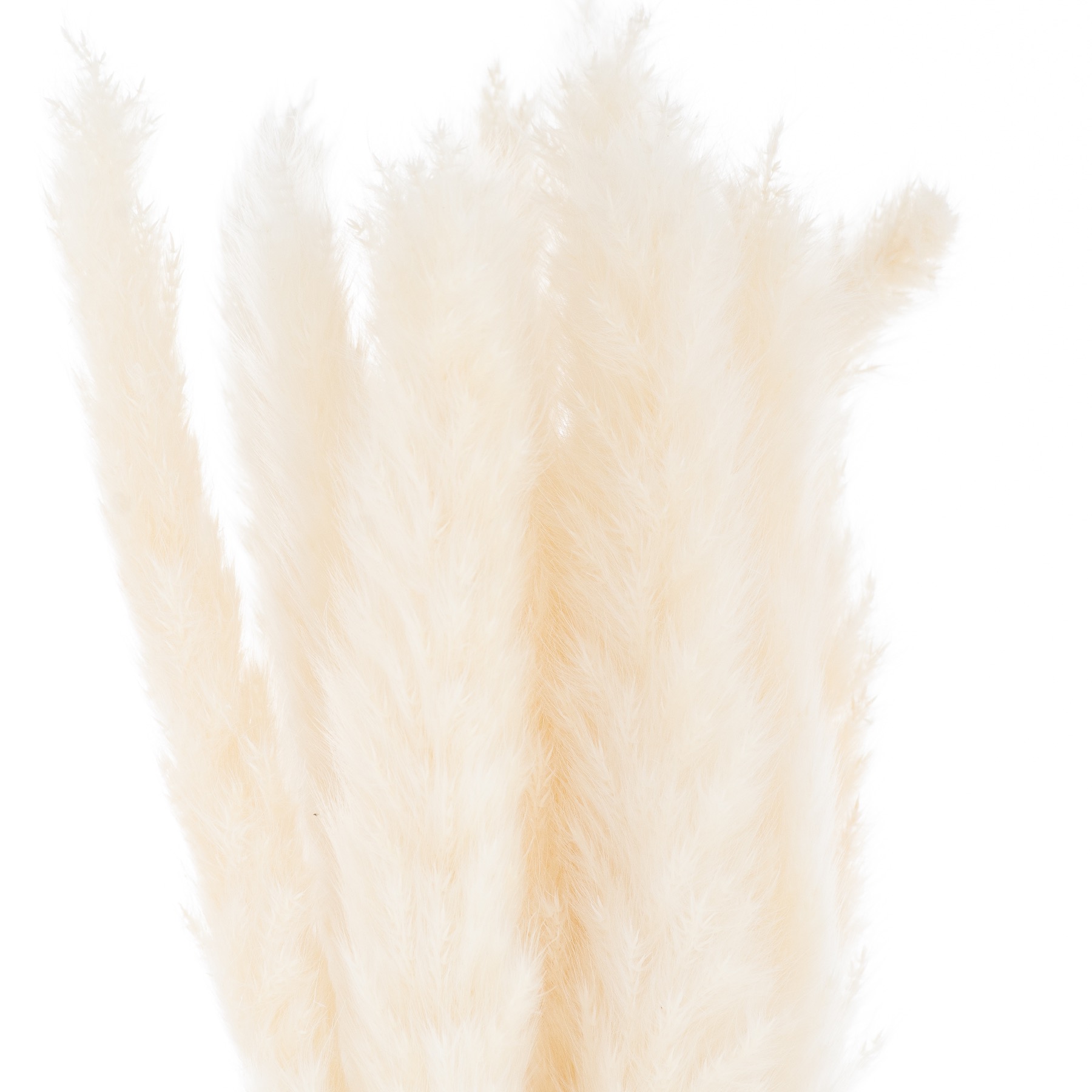 Mini White Pampas Grass Bunch - Set of 15 - Corinthia Corner