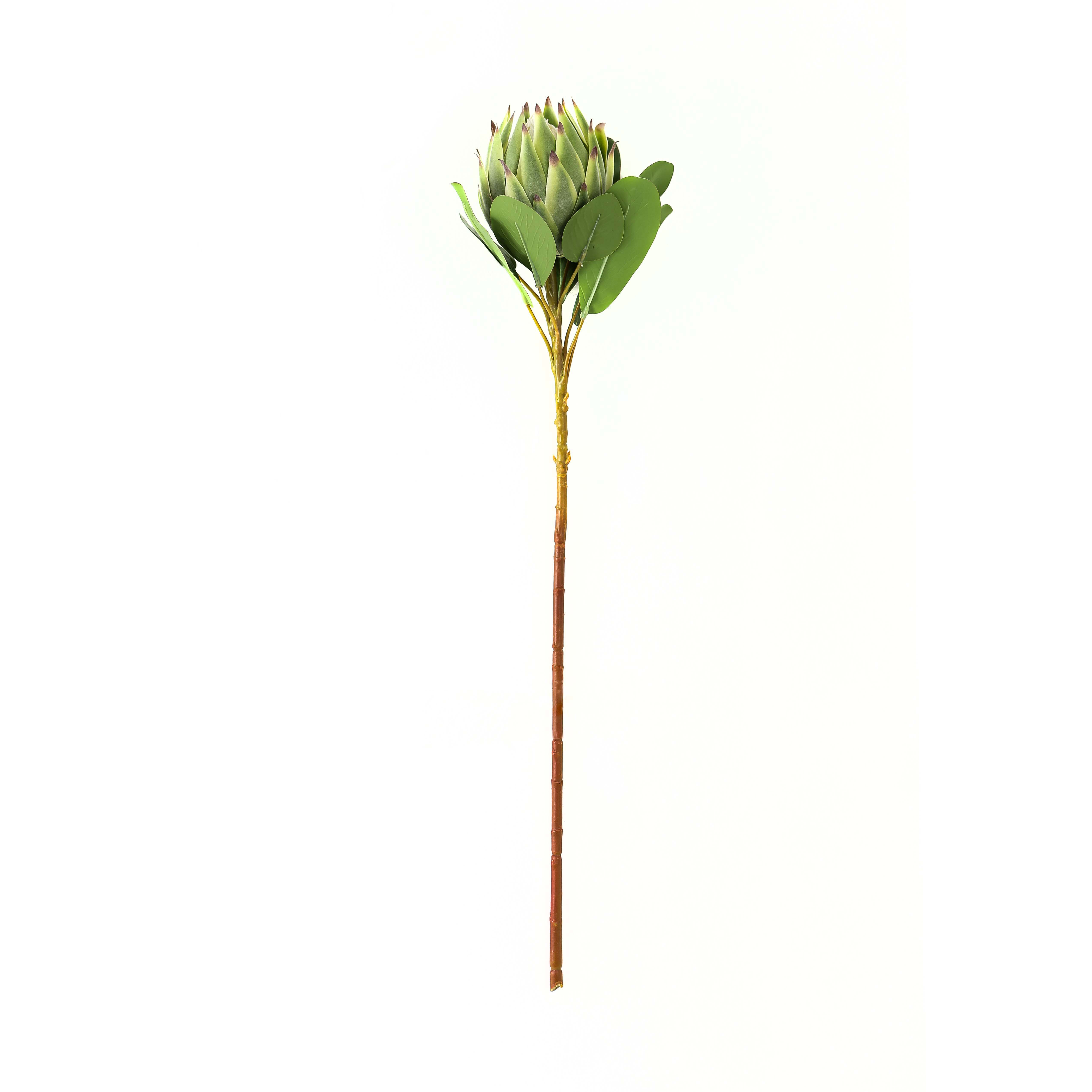 Green Protea - Large - Corinthia Corner