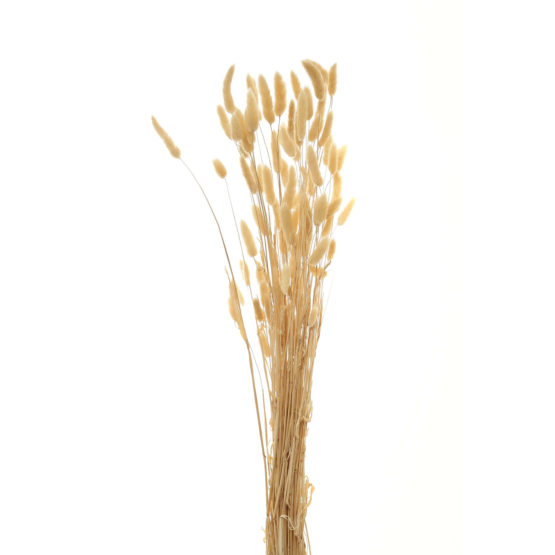Bouquet Of Tall Bunny Tails - White - Corinthia Corner