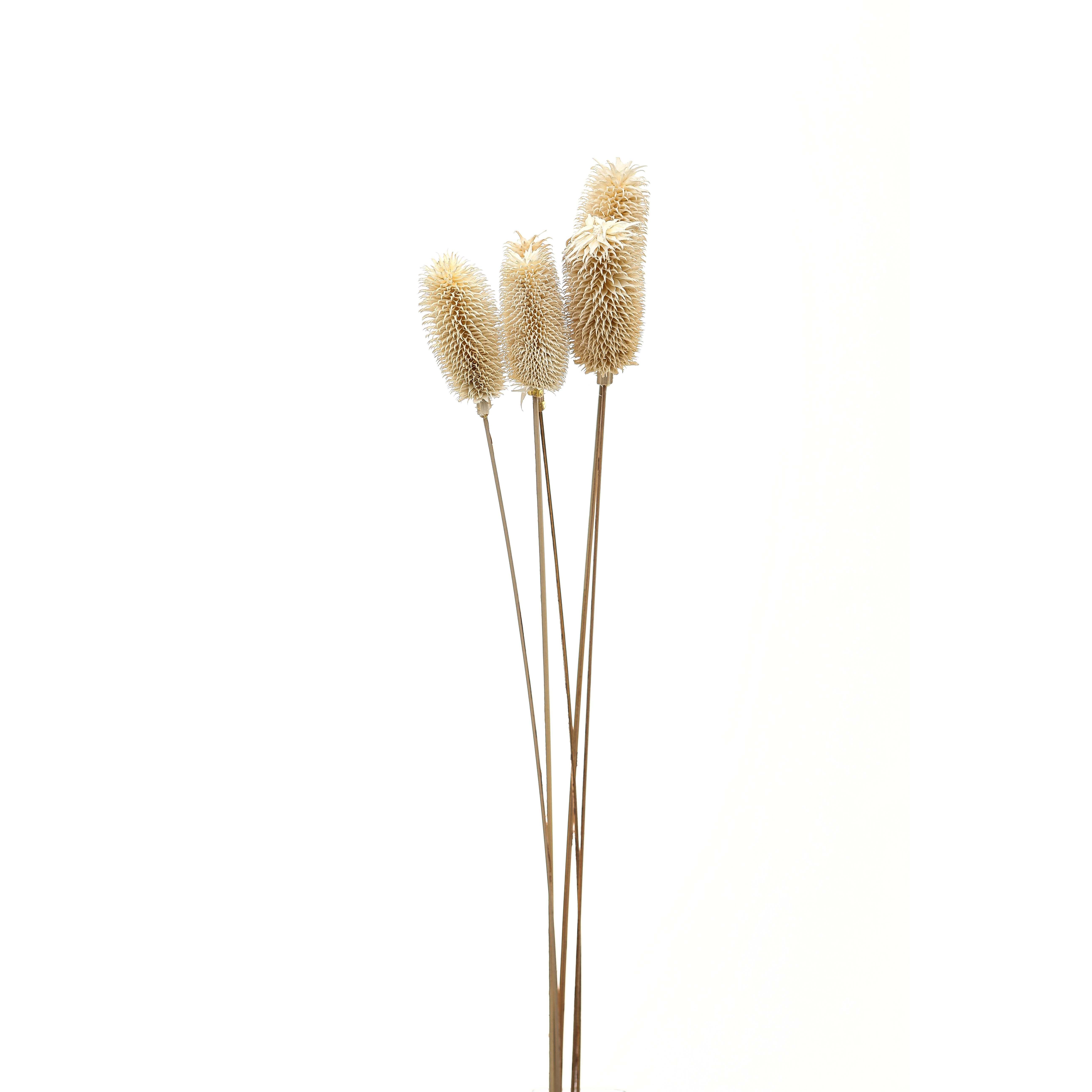 Bouquet Of Dried Tall Thistle - White - Corinthia Corner