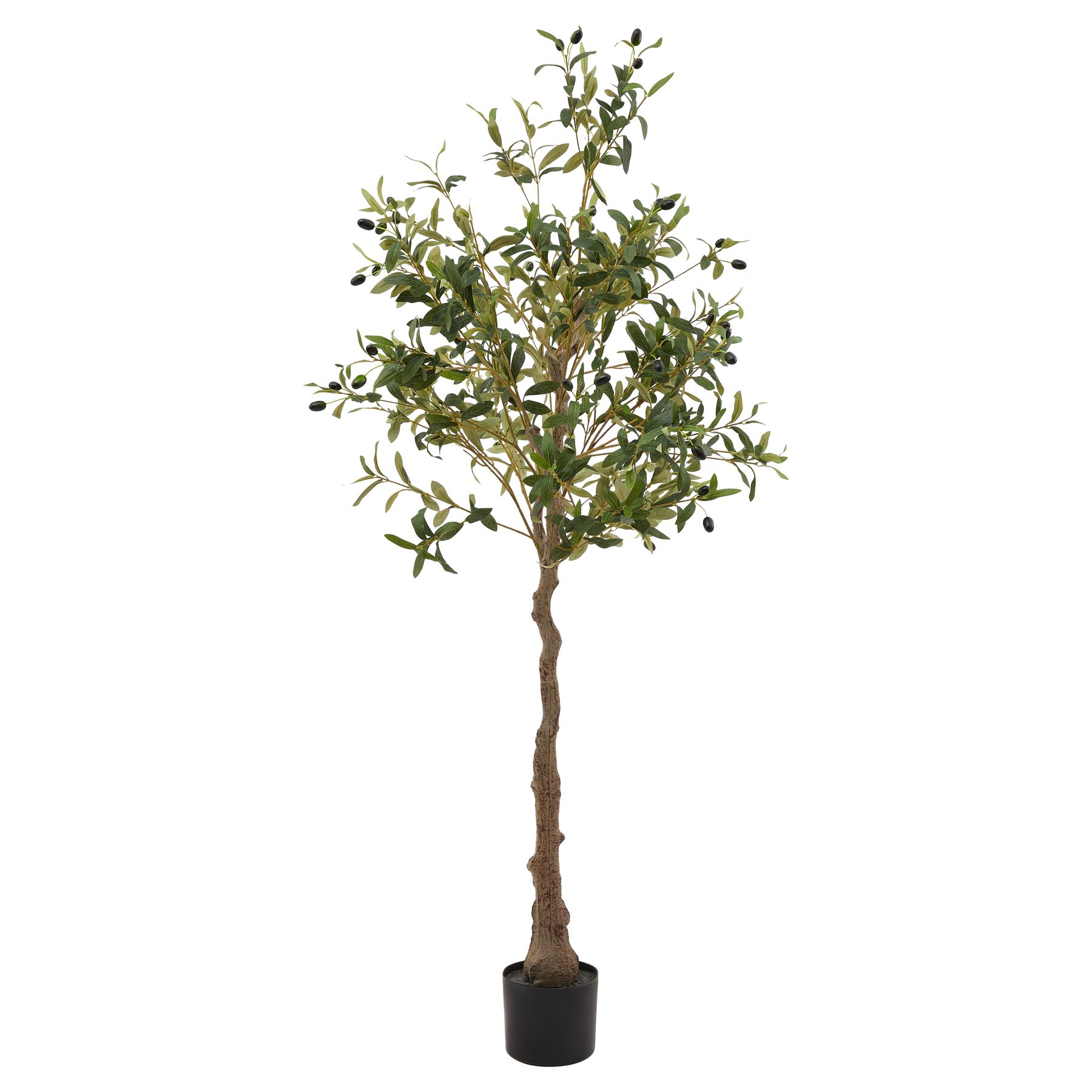 Calabria Olive Tree - Green - Corinthia Corner