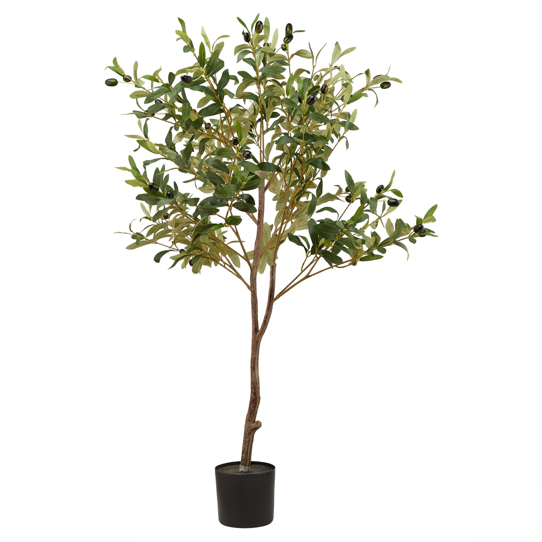Calabria Olive Tree - Small - Corinthia Corner