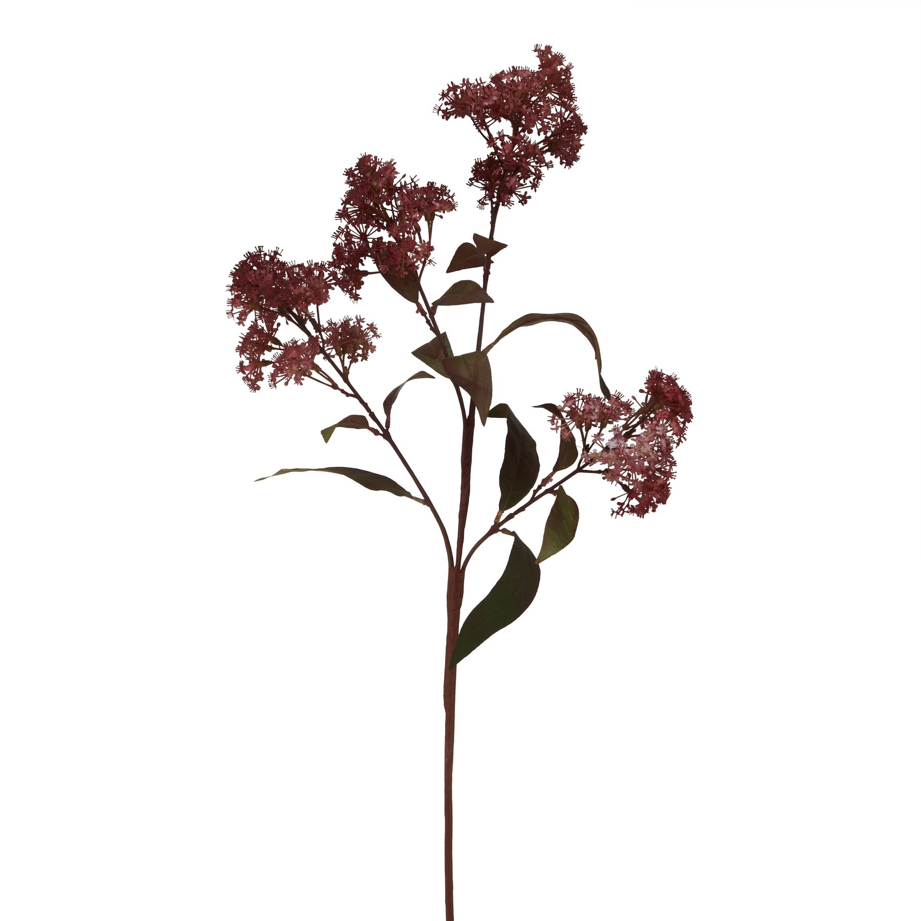 Burgo Smokebush Stem - Medium - Corinthia Corner
