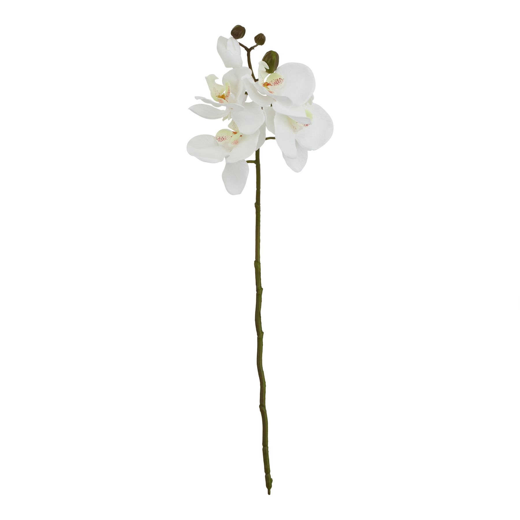 Butterfly Orchid Stem - White - Corinthia Corner