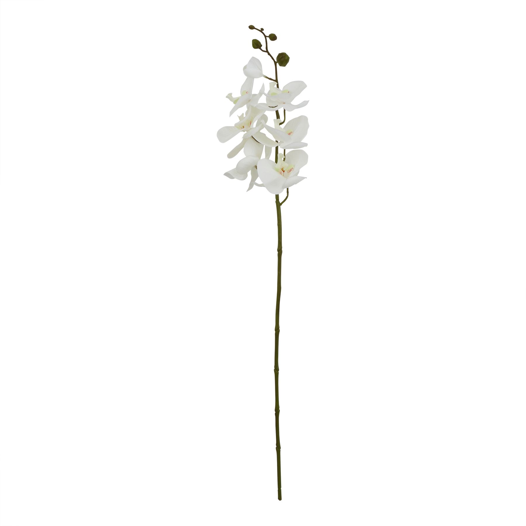White Butterfly Orchid Stem - Large - Corinthia Corner
