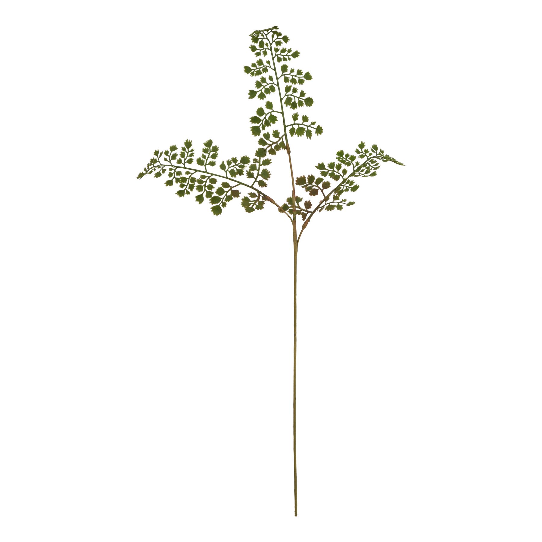 Natural Outdoor Collection Maidenhair Fern Stem - Corinthia Corner