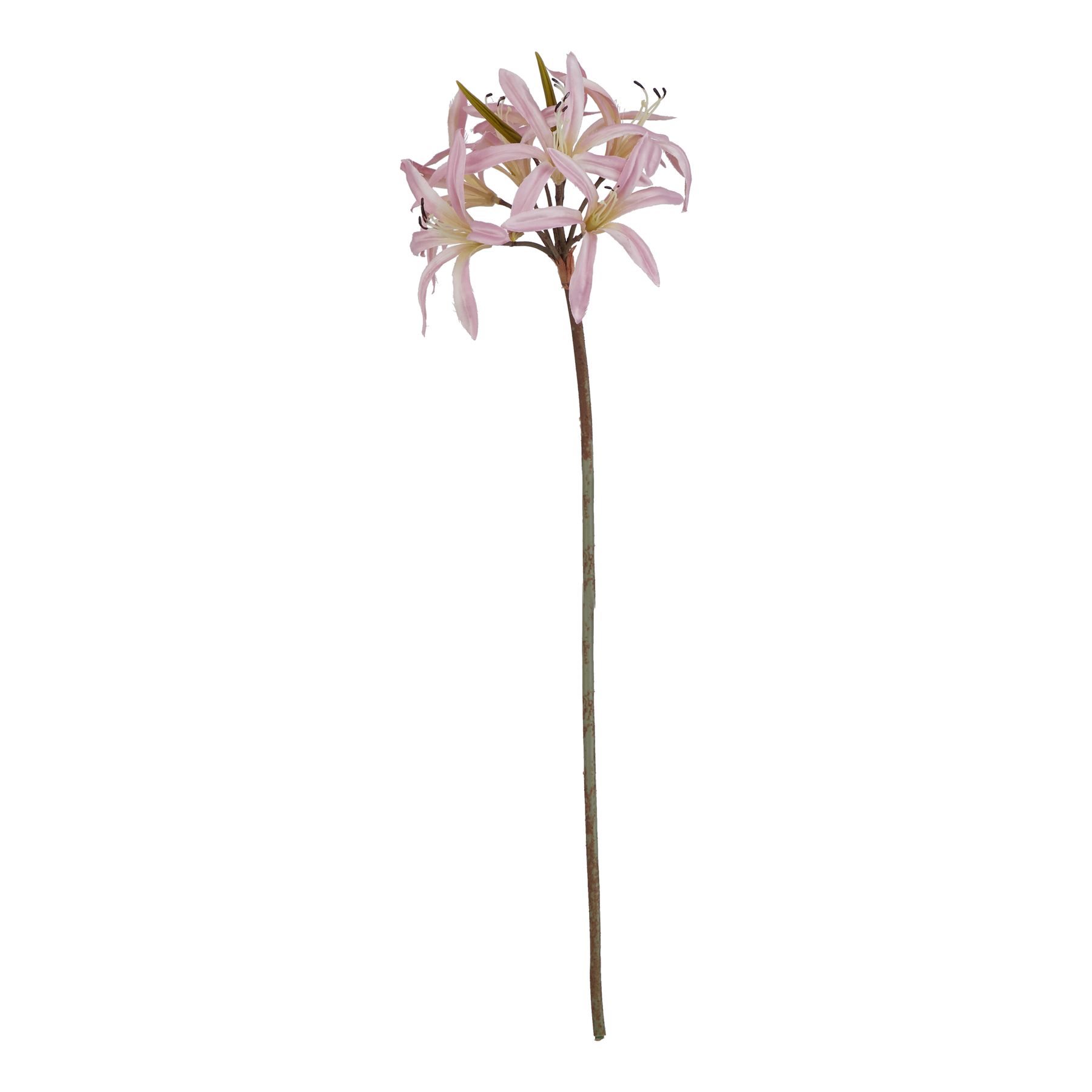 Natural Outdoor Collection Pink Lily Stem - Corinthia Corner