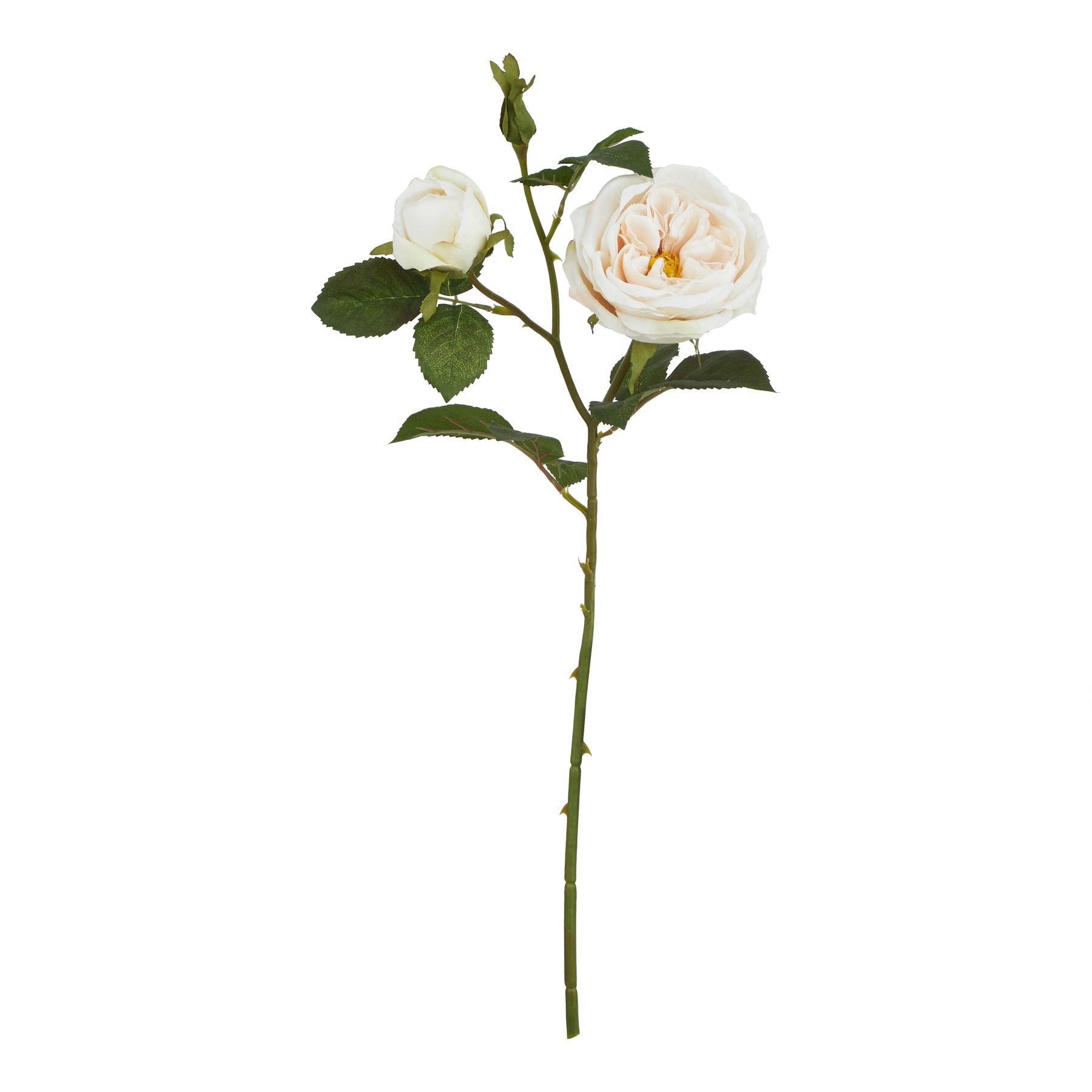 Natural Outdoor Collection Palest Blush Charity Rose - Corinthia Corner
