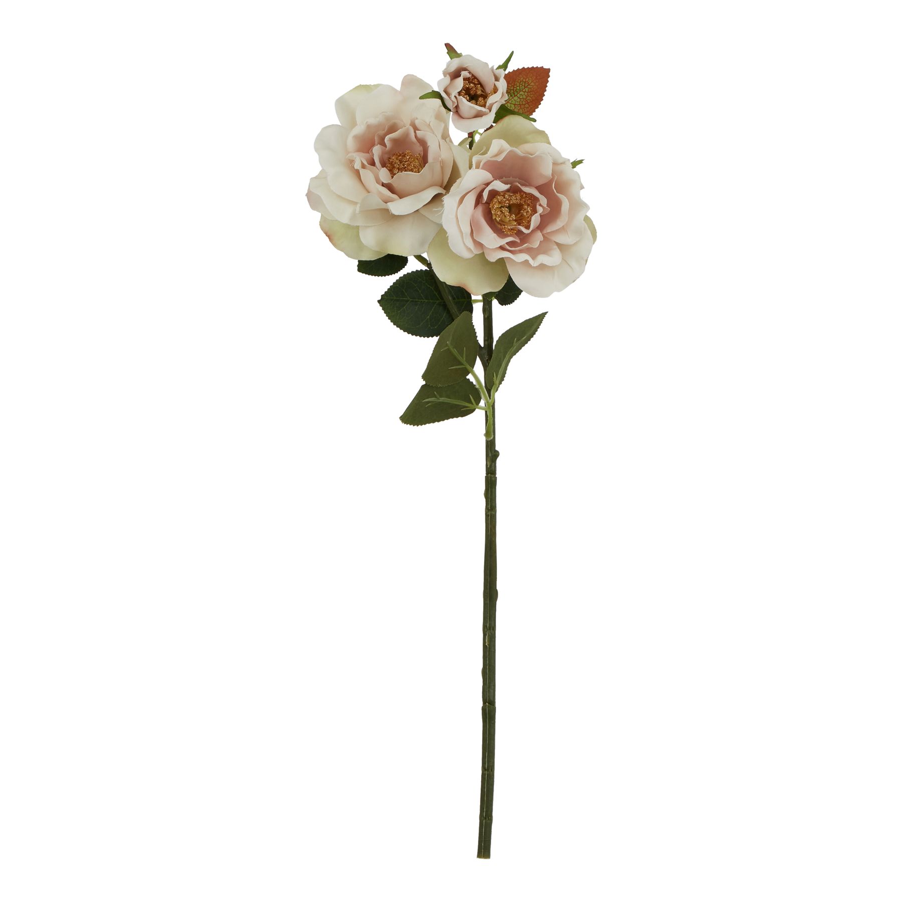 Natural Outdoor Collection Palest Blush Tea Rose - Corinthia Corner