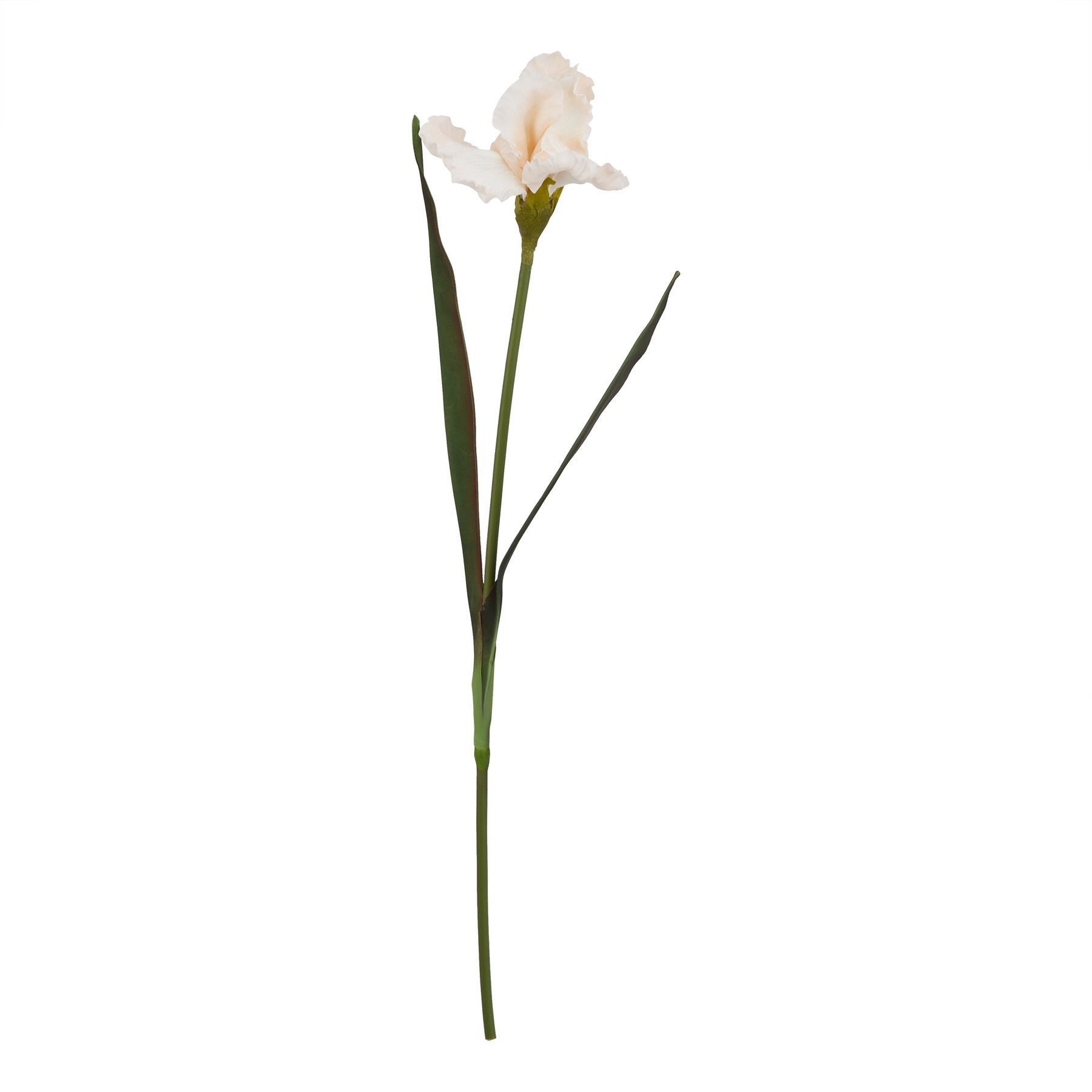 Naro Pale Apricot Fringed Iris - Corinthia Corner
