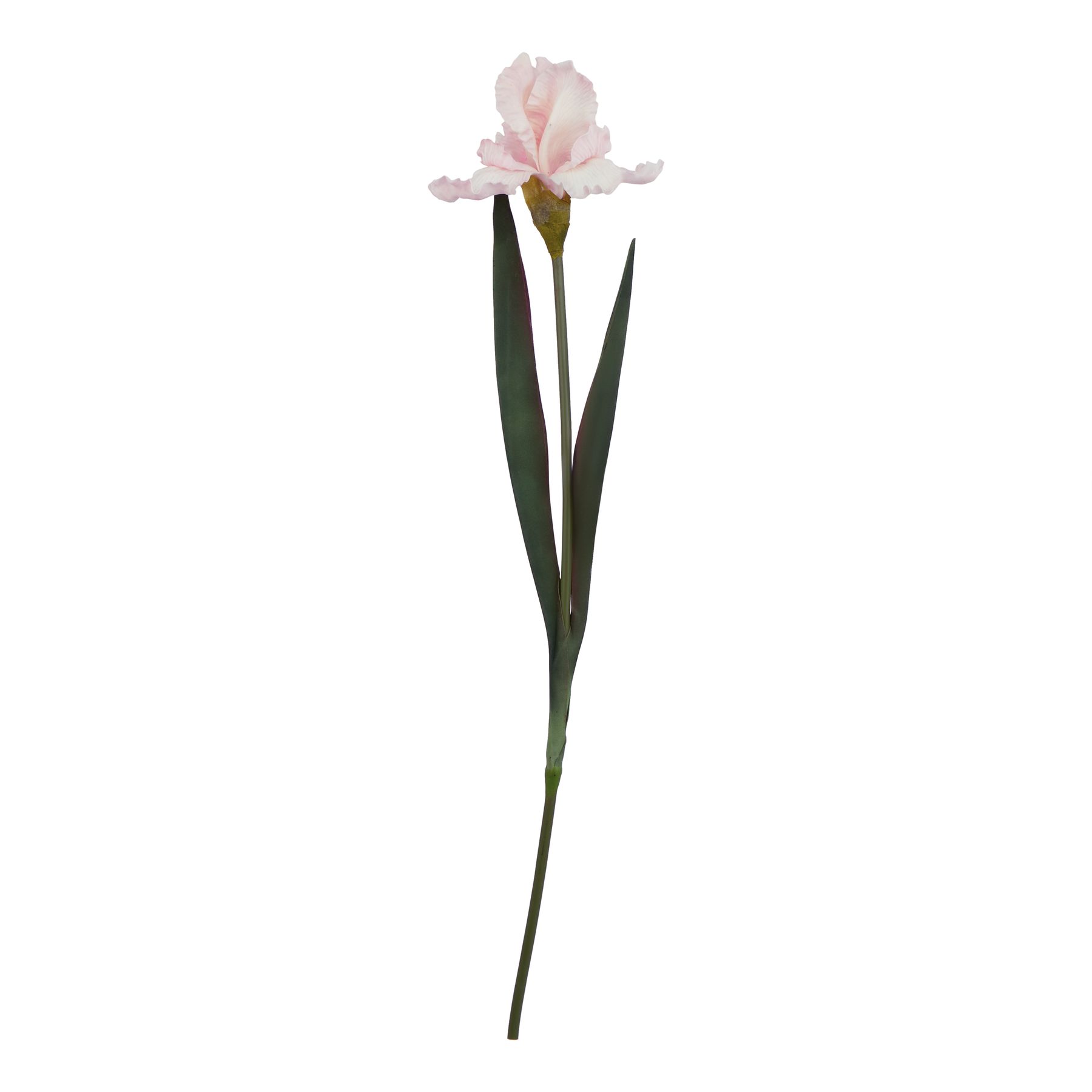 Natural Outdoor Collection Pale Pink Fringed Iris - Corinthia Corner