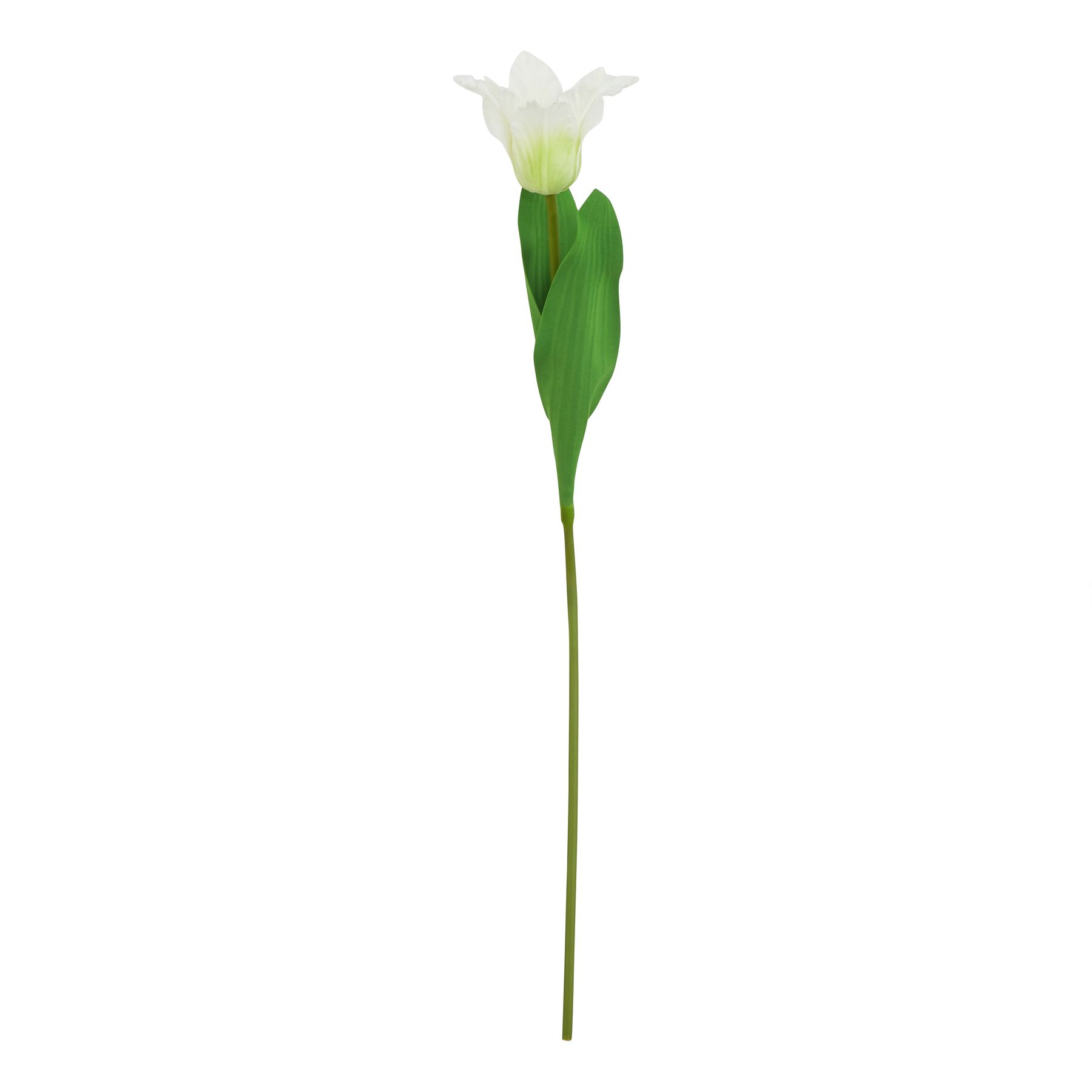 Natural Outdoor Collection White Parrot Tulip - Corinthia Corner