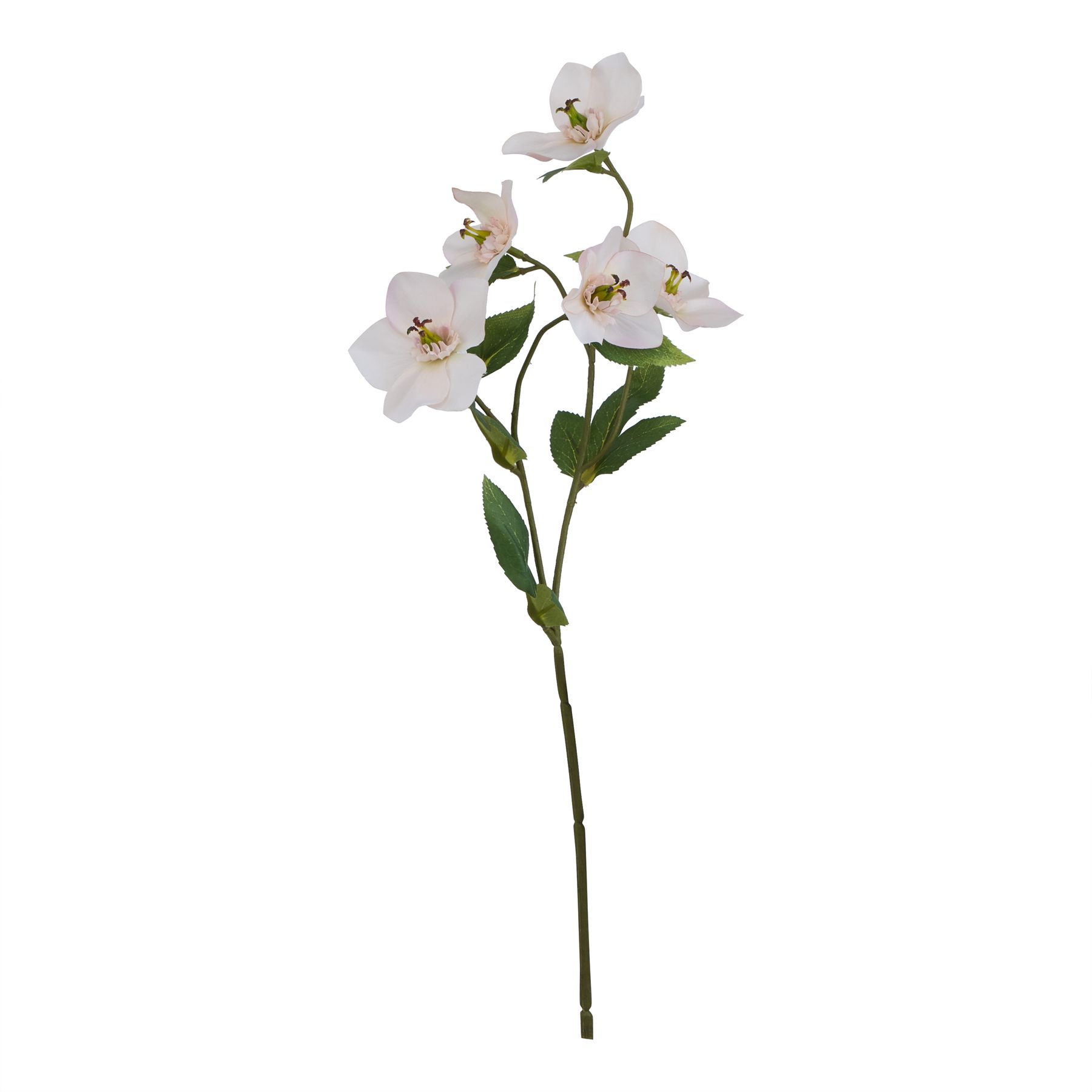 Natural Outdoor Collection Pale Apricot Hellibore - Corinthia Corner
