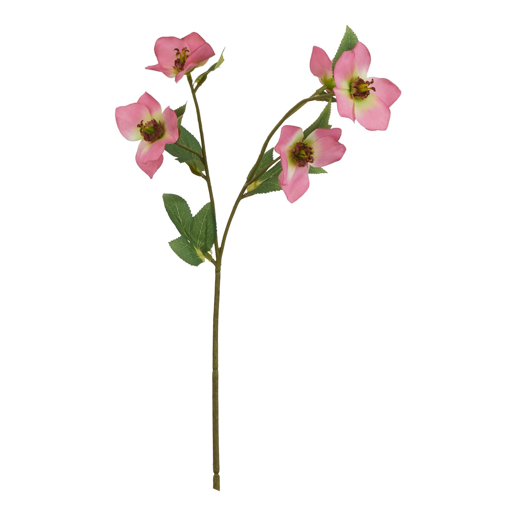 Natural Outdoor Collection Pink - Varigated Hellibore - Corinthia Corner