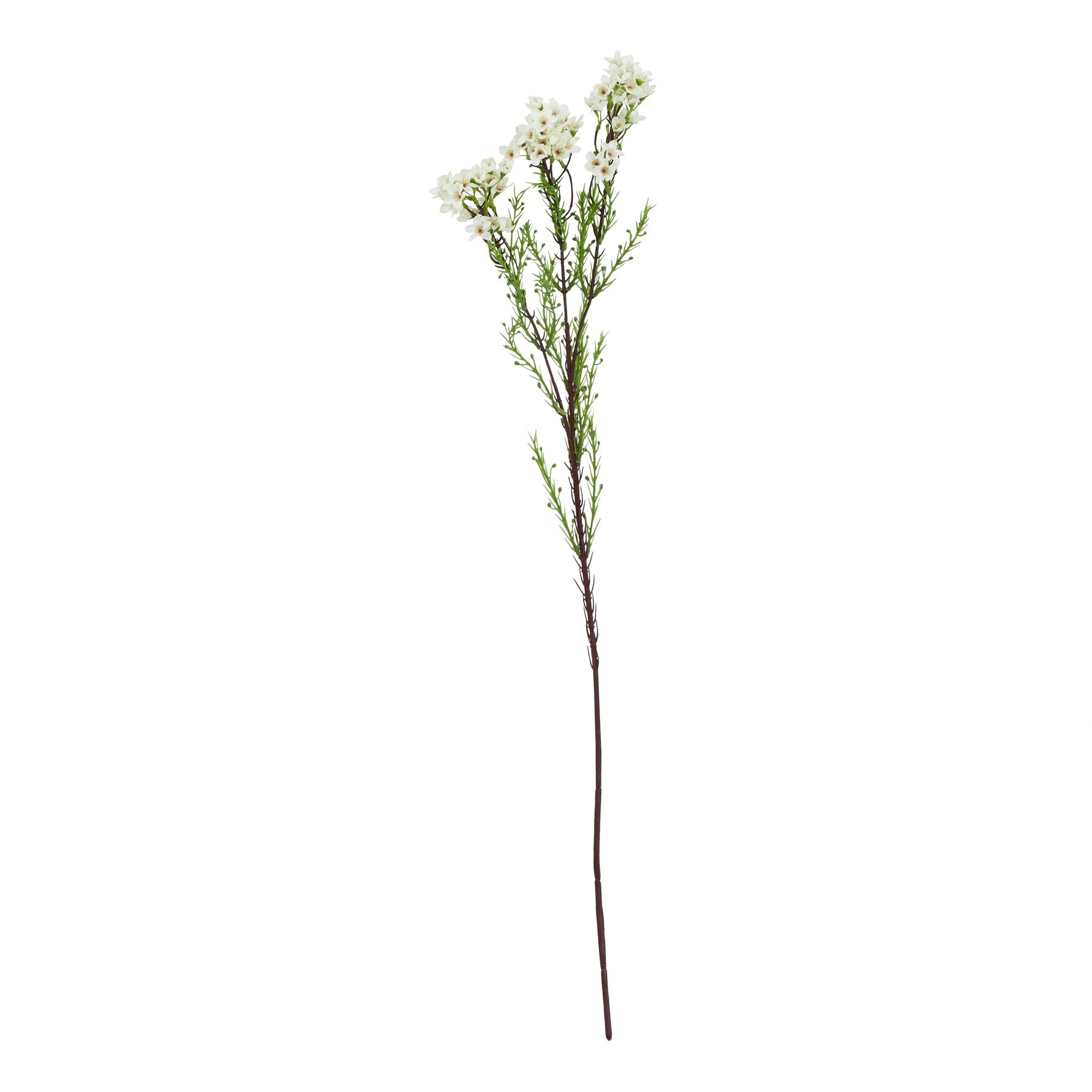 Natural Outdoor Collection White Waxflower - Corinthia Corner