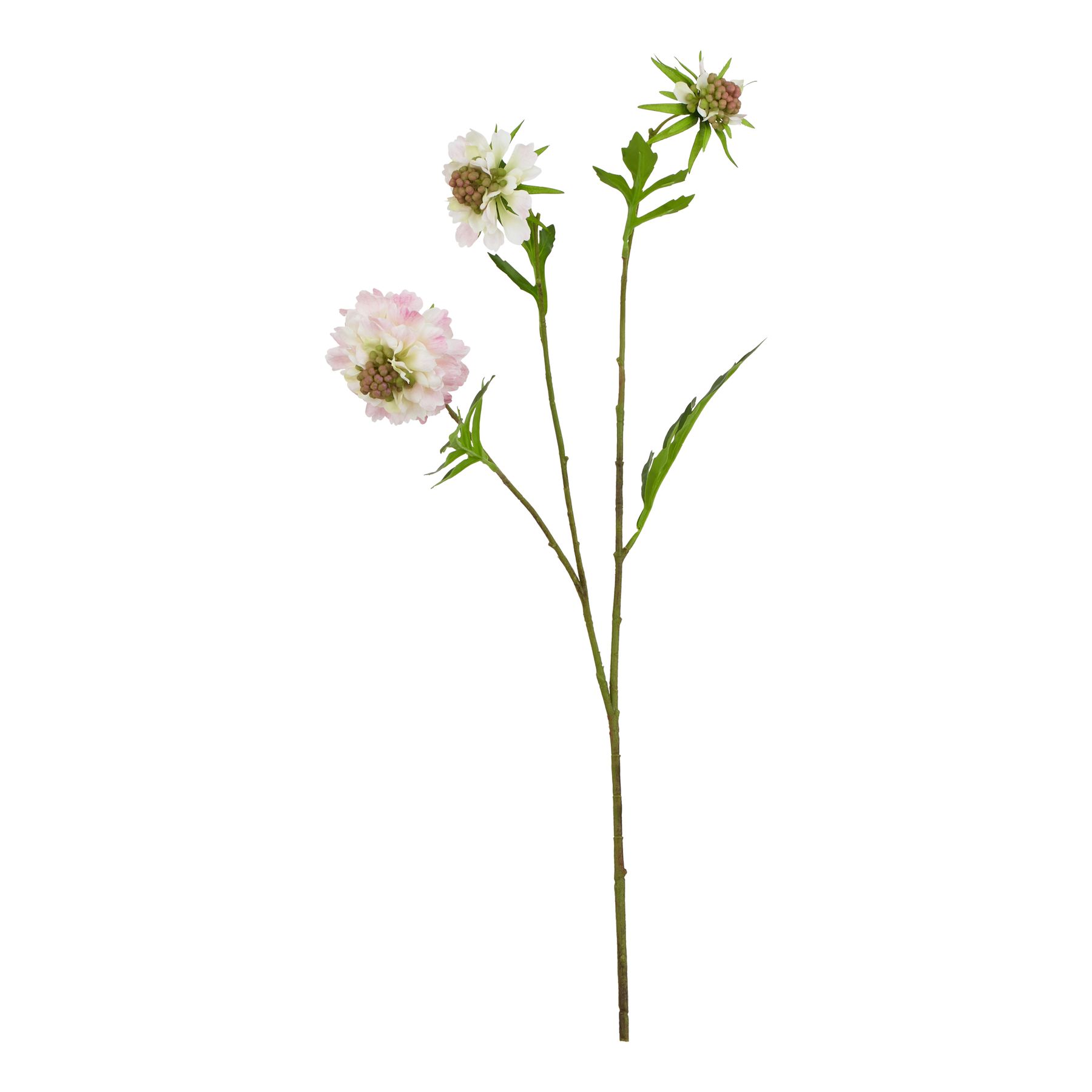 Natural Outdoor Collection Pale - Pink Scabious Stem - Corinthia Corner