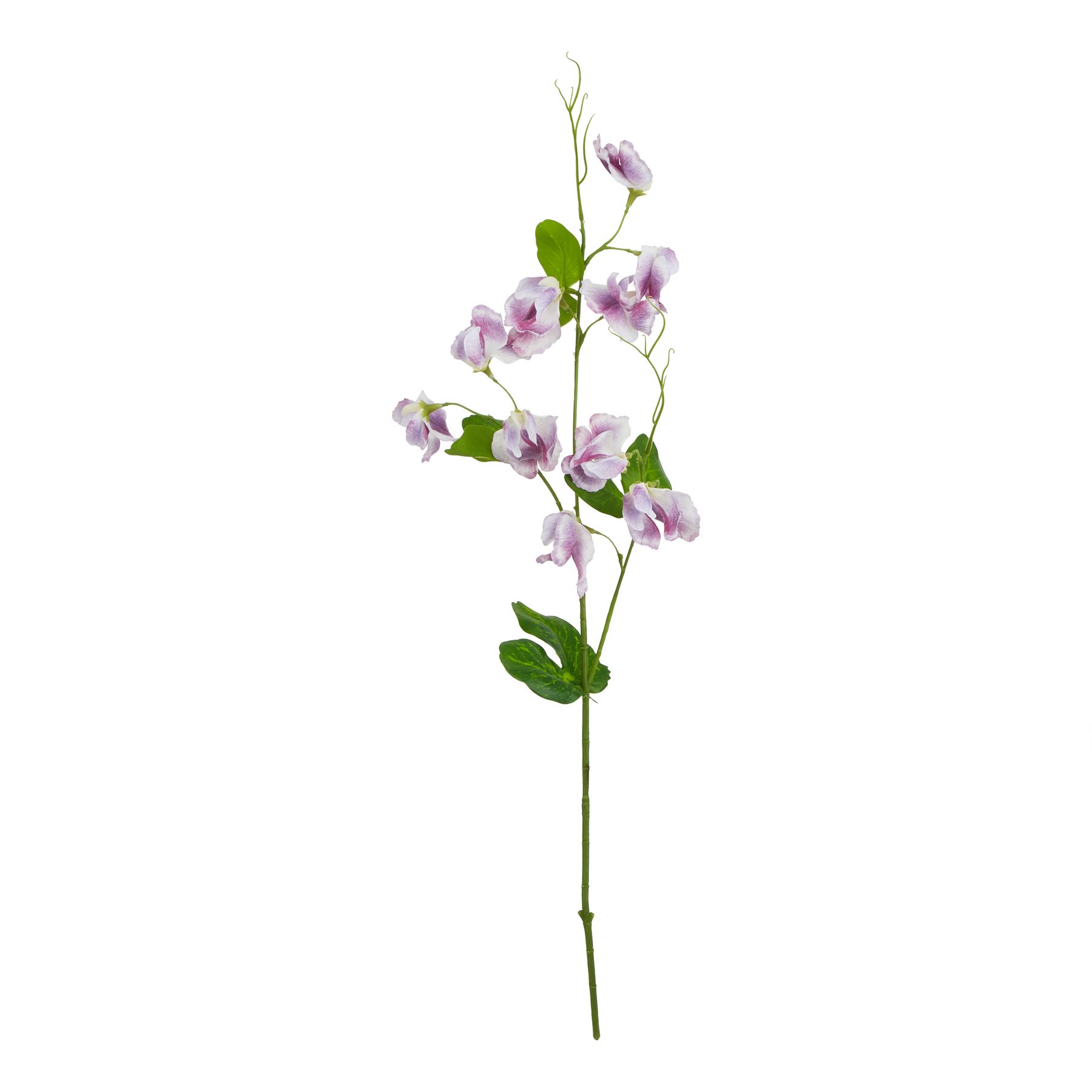 Natural Outdoor Collection Purple Sweetpea Stem - Corinthia Corner